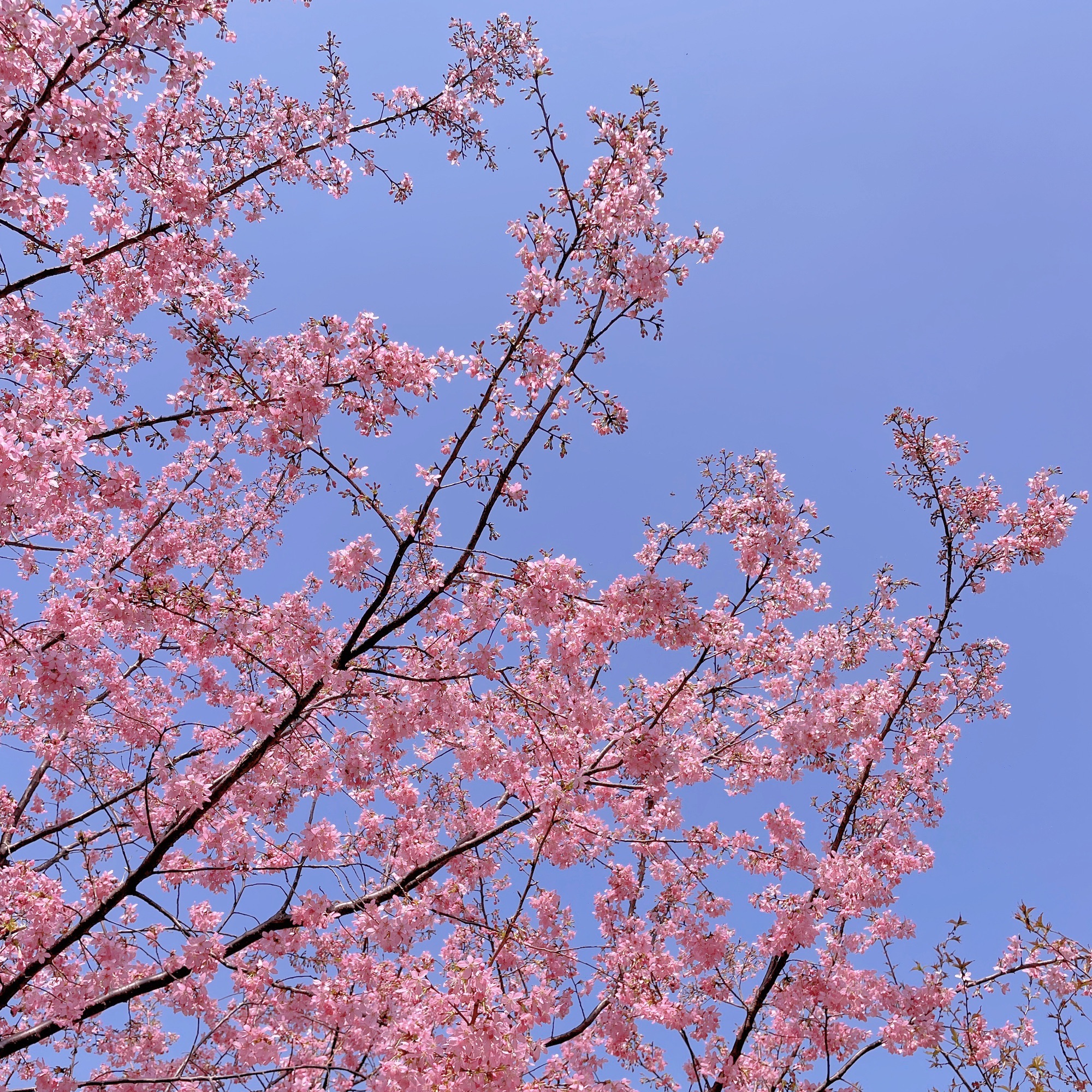 湘潭七彩樱花园旅行图片 2