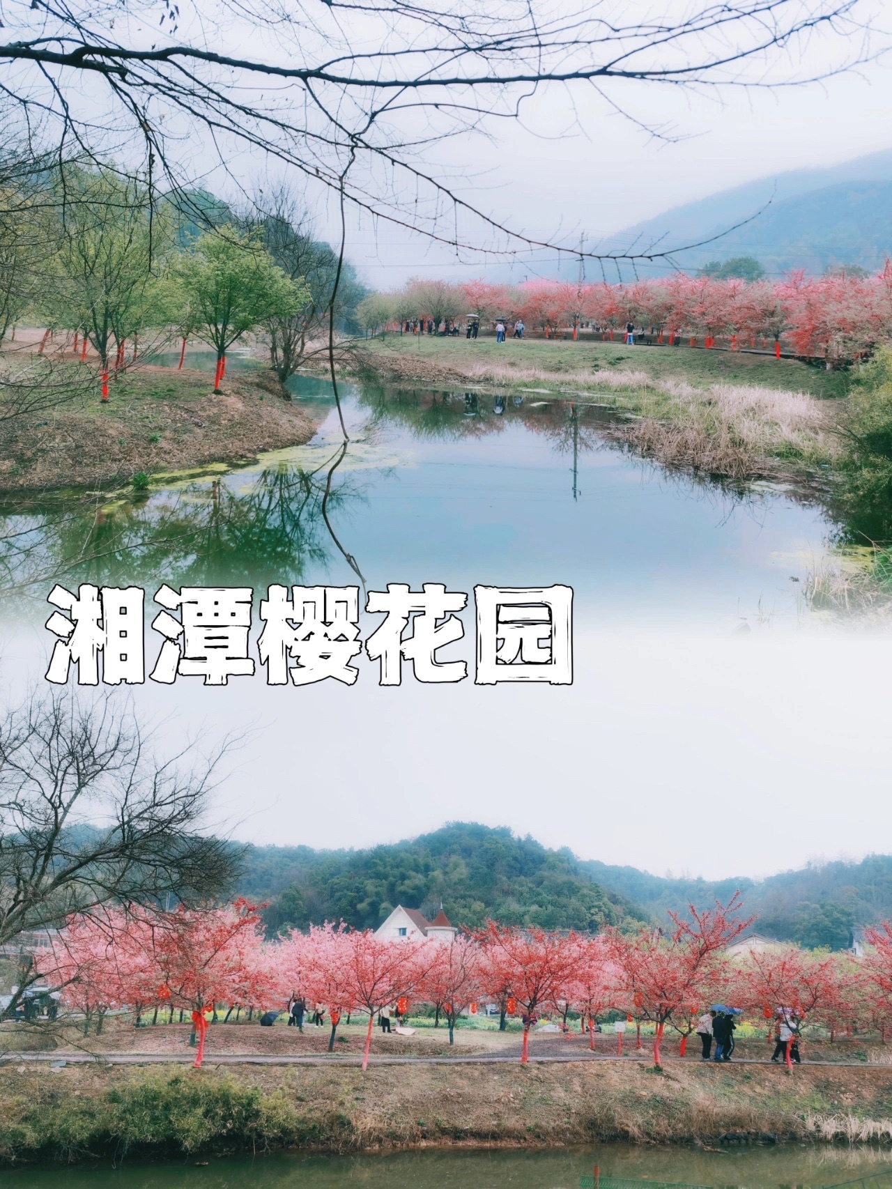 湘潭七彩樱花园旅行图片 1