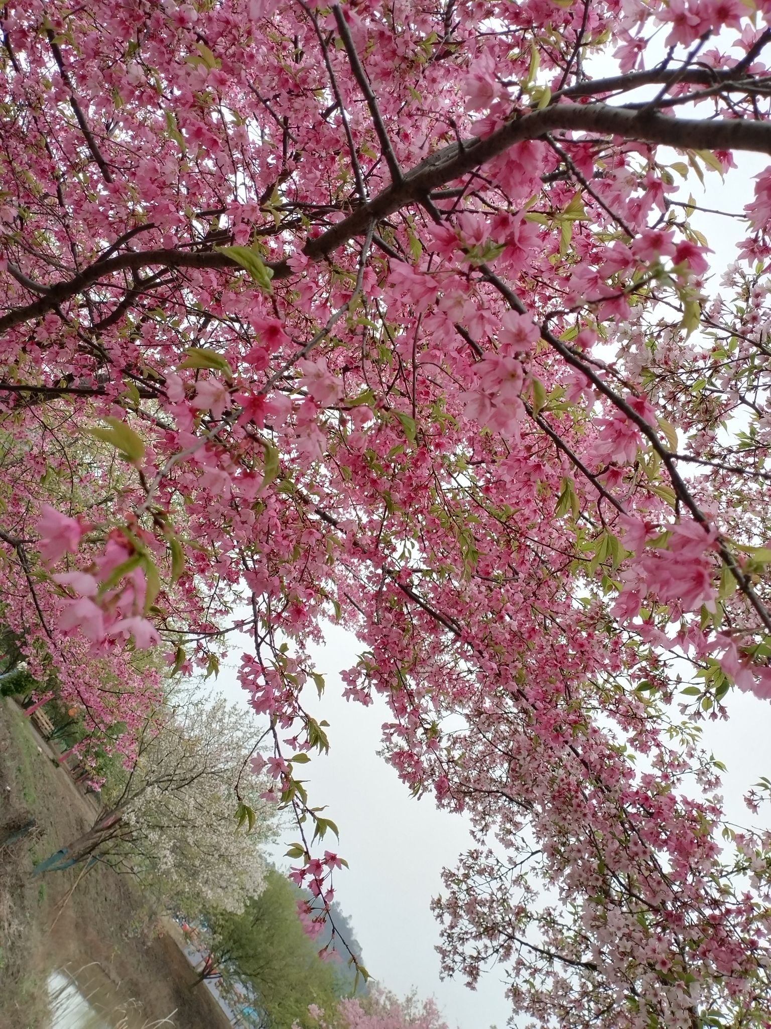 湘潭七彩樱花园旅行图片 2