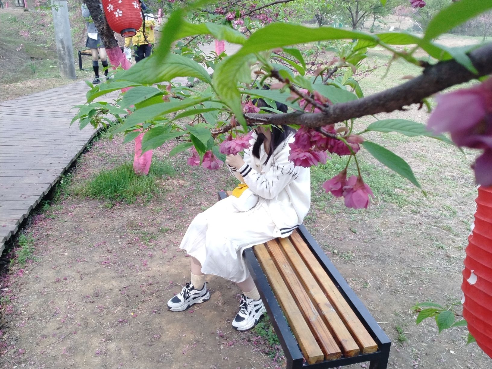 湘潭七彩樱花园旅行图片 3