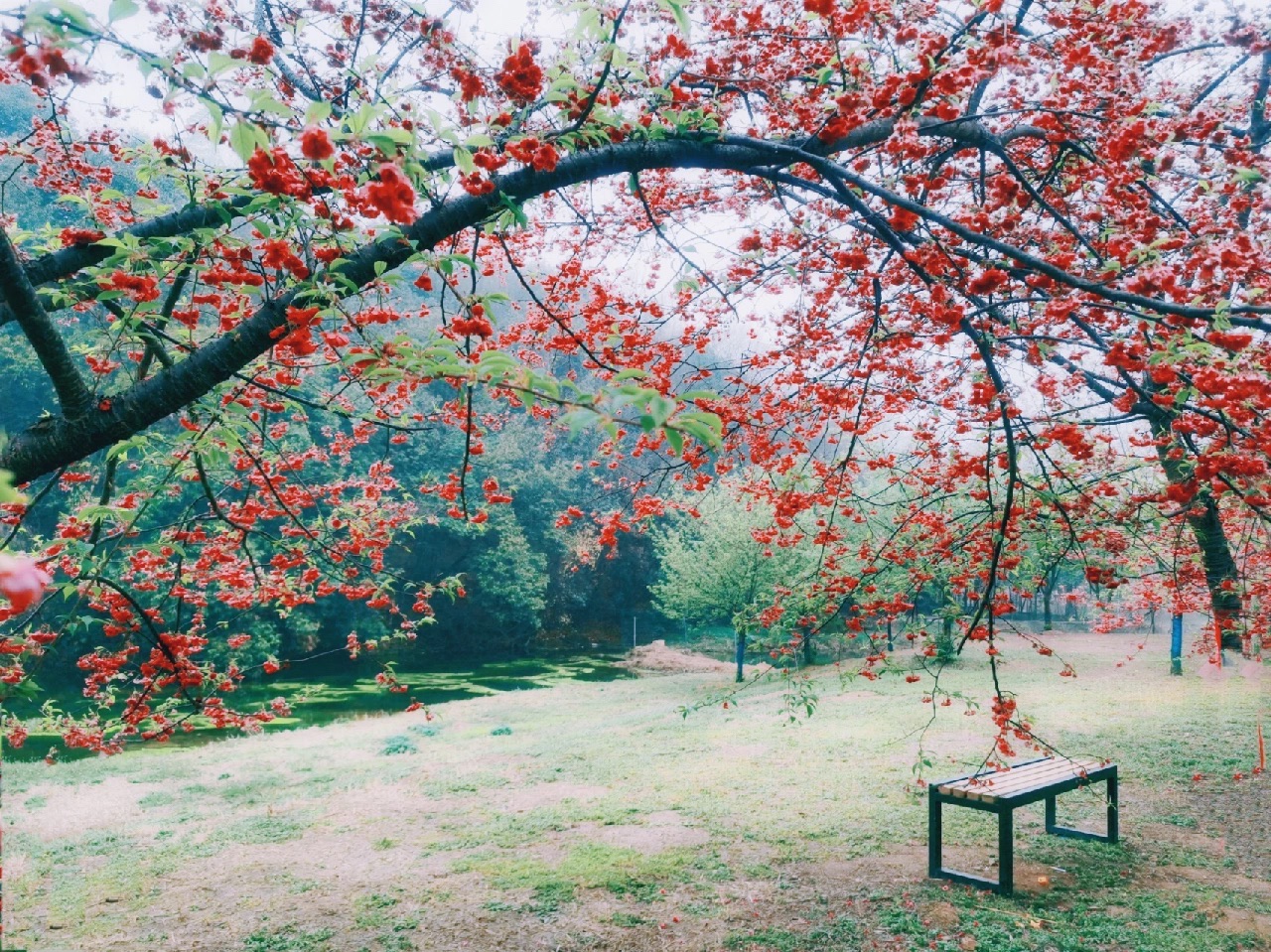 湘潭七彩樱花园旅行图片 2