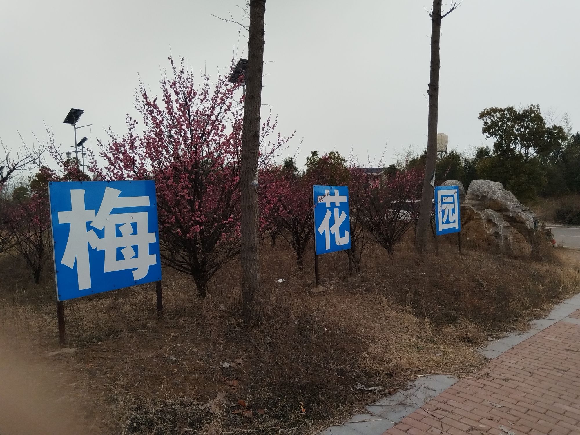 梨花园旅行图片 1