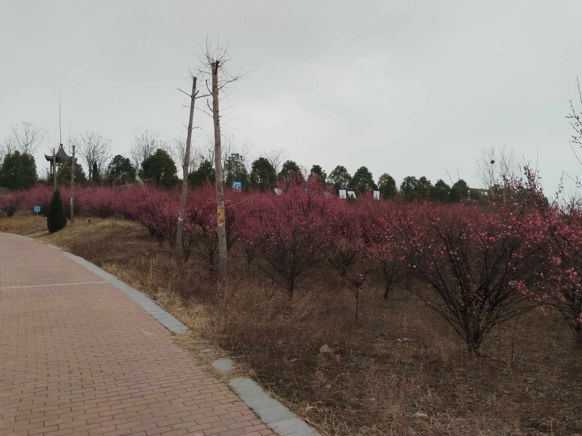梨花园旅行图片 2