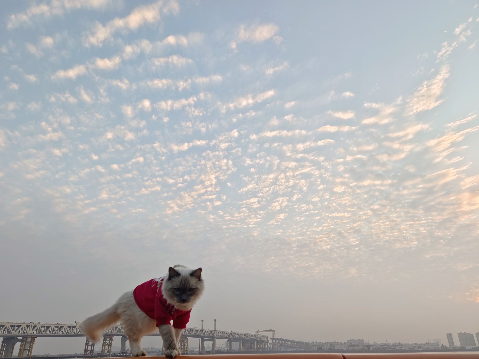 东外滩青春公园旅行图片 3