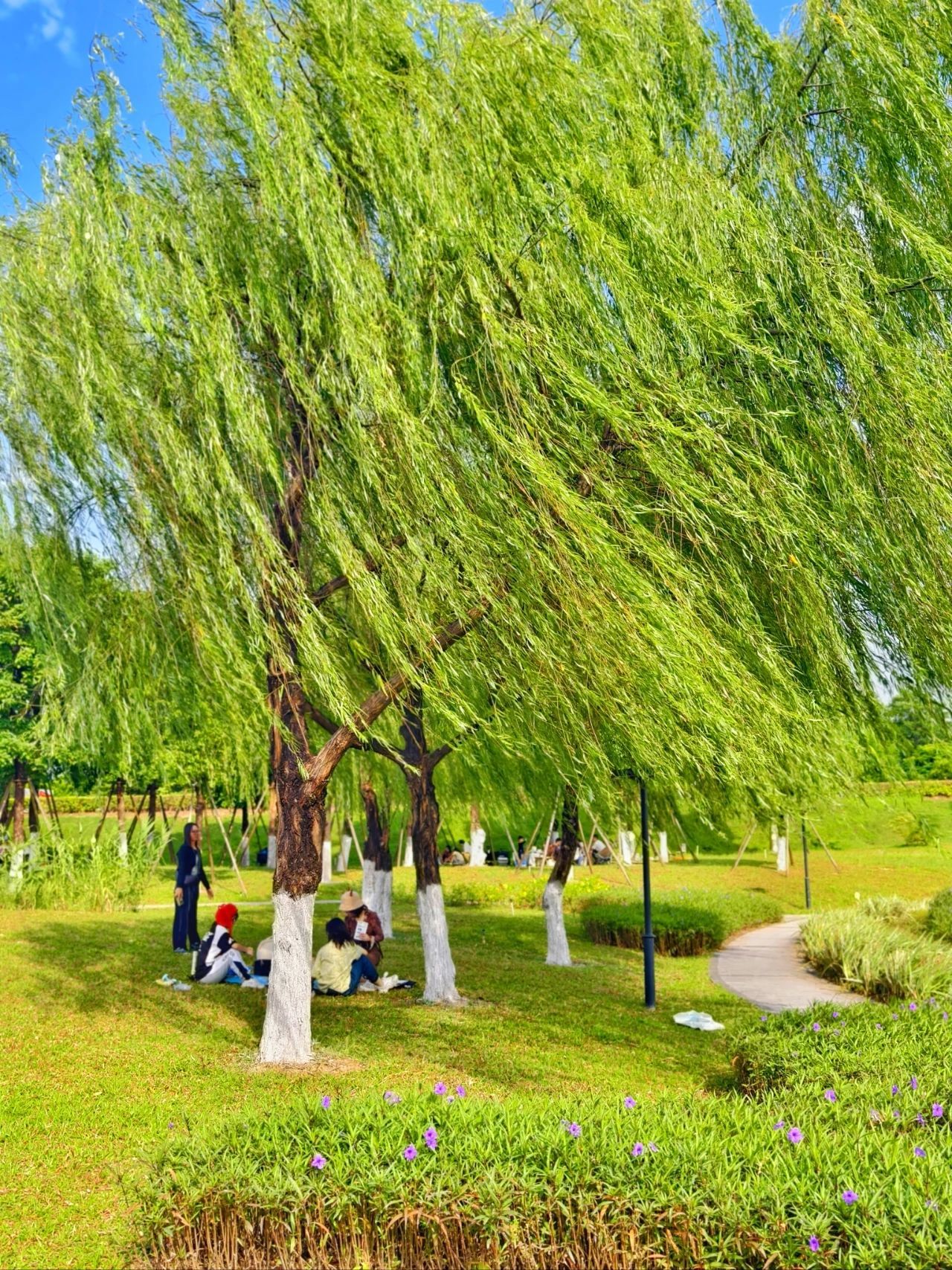 桂城西龙湿地公园旅行图片 2