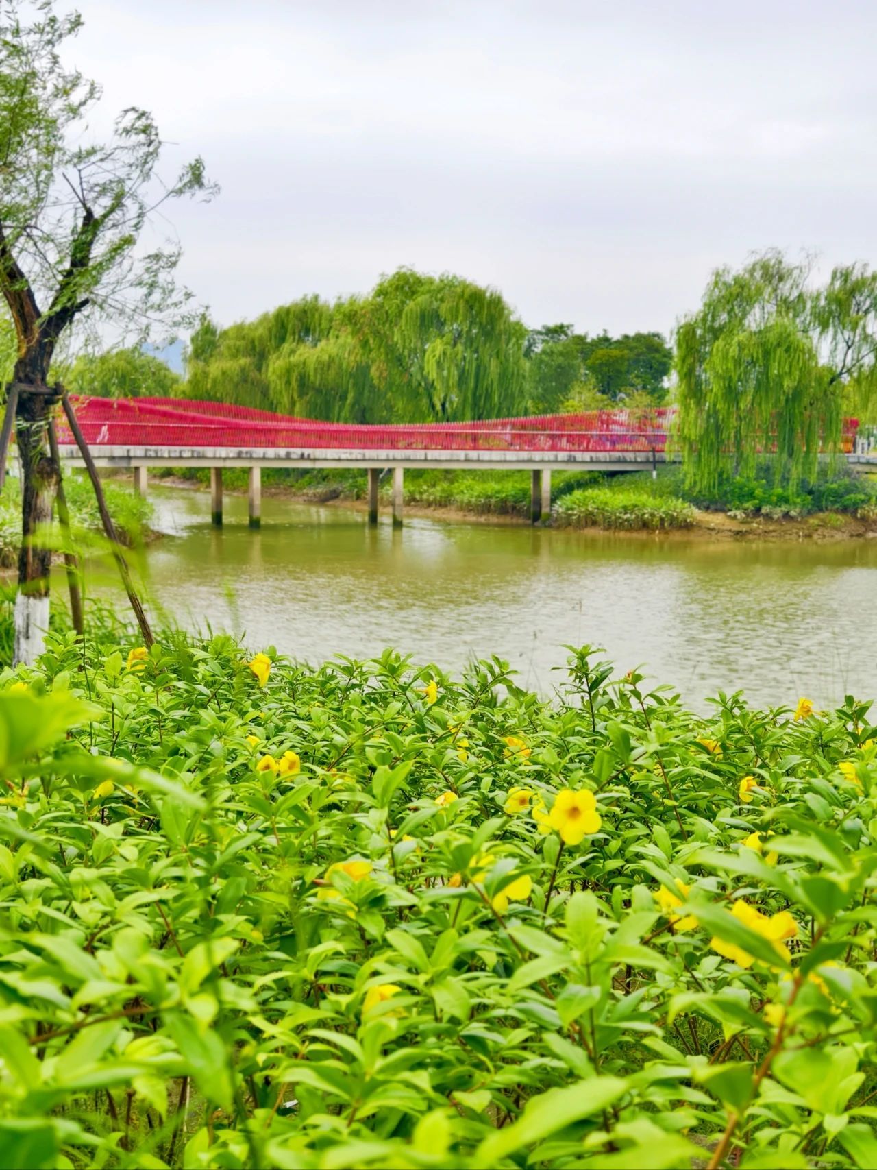 桂城西龙湿地公园旅行图片 3
