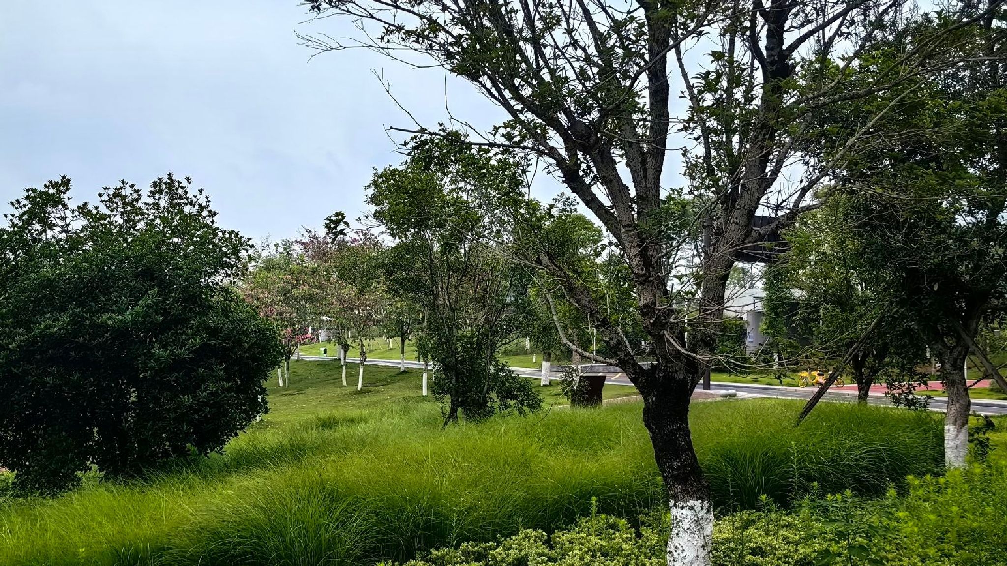 谢家河再生水厂海绵公园旅行图片 3