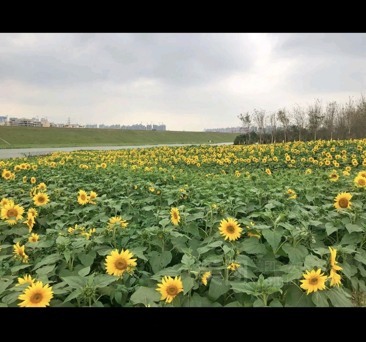 仙眷花洲花海旅行图片 2
