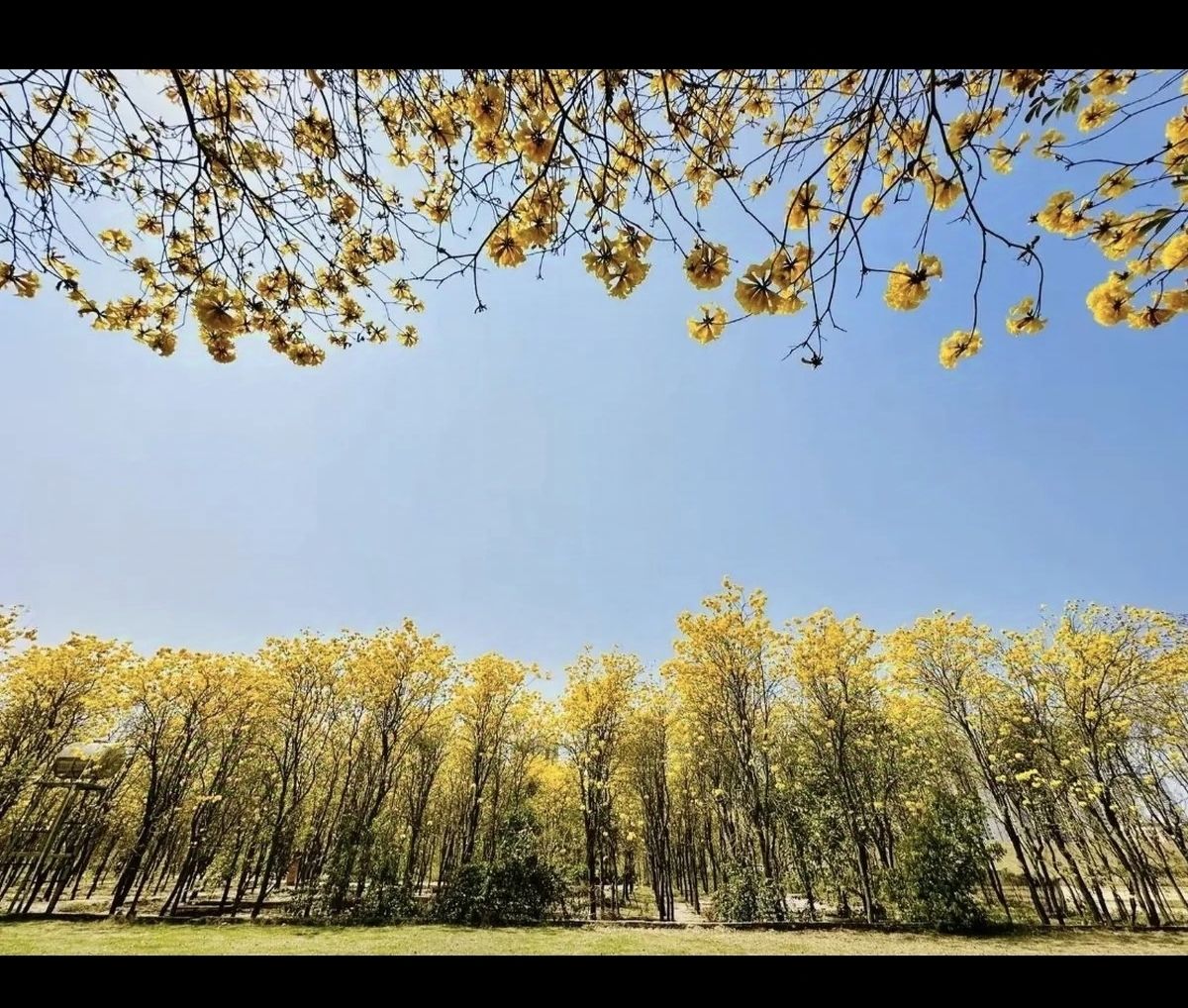 仙眷花洲花海旅行图片 1
