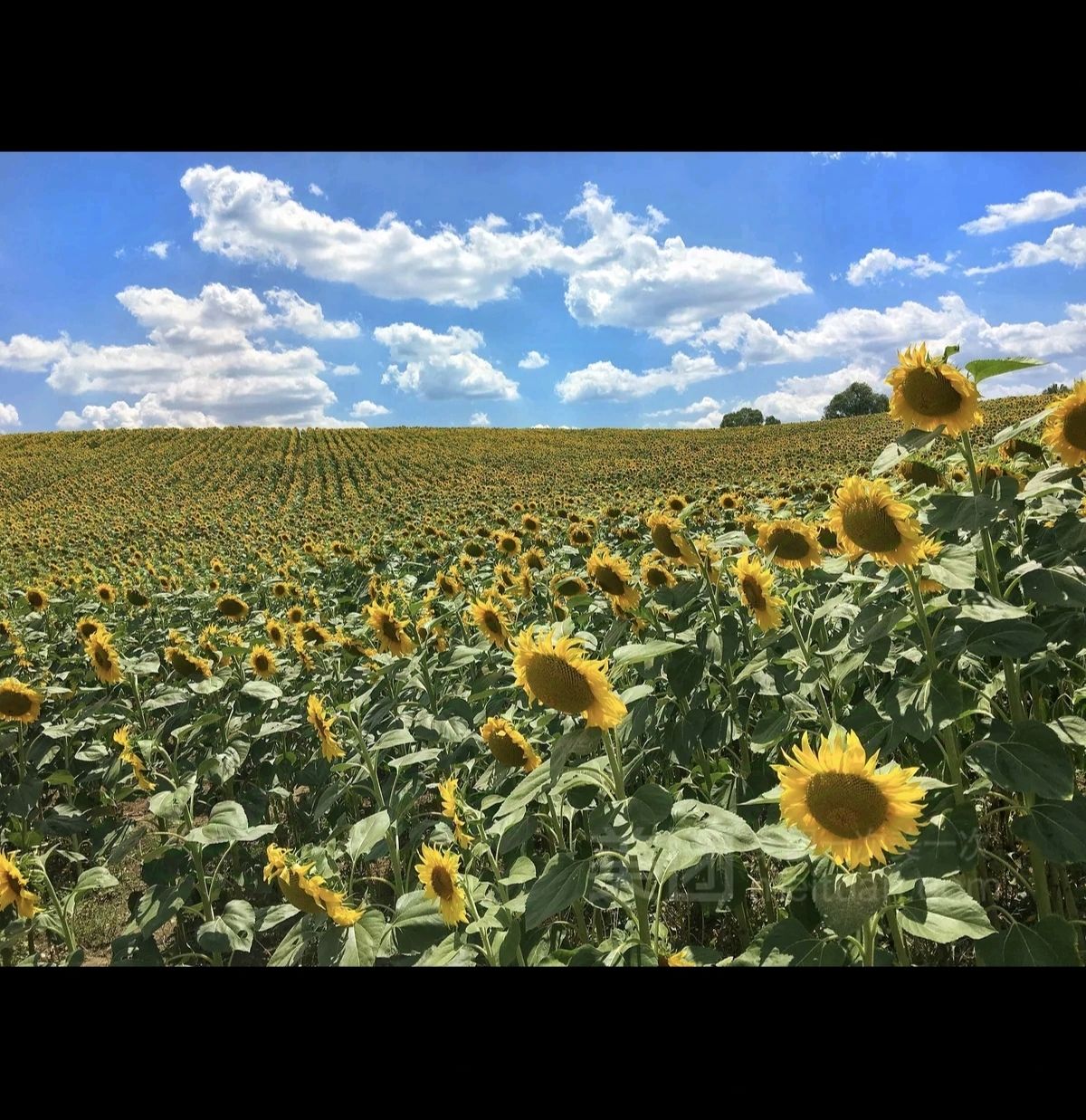 仙眷花洲花海旅行图片 3