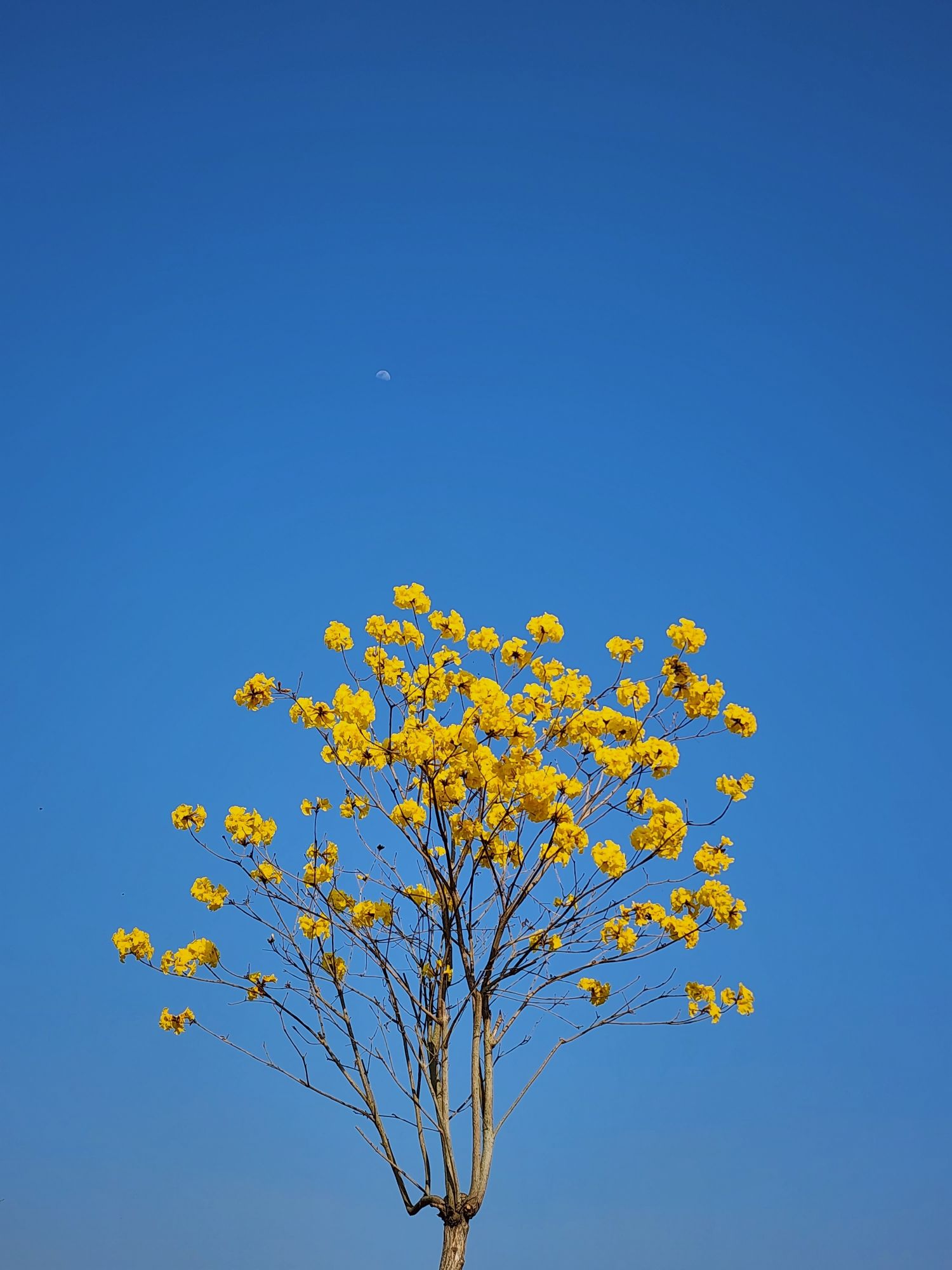 仙眷花洲花海旅行图片 3