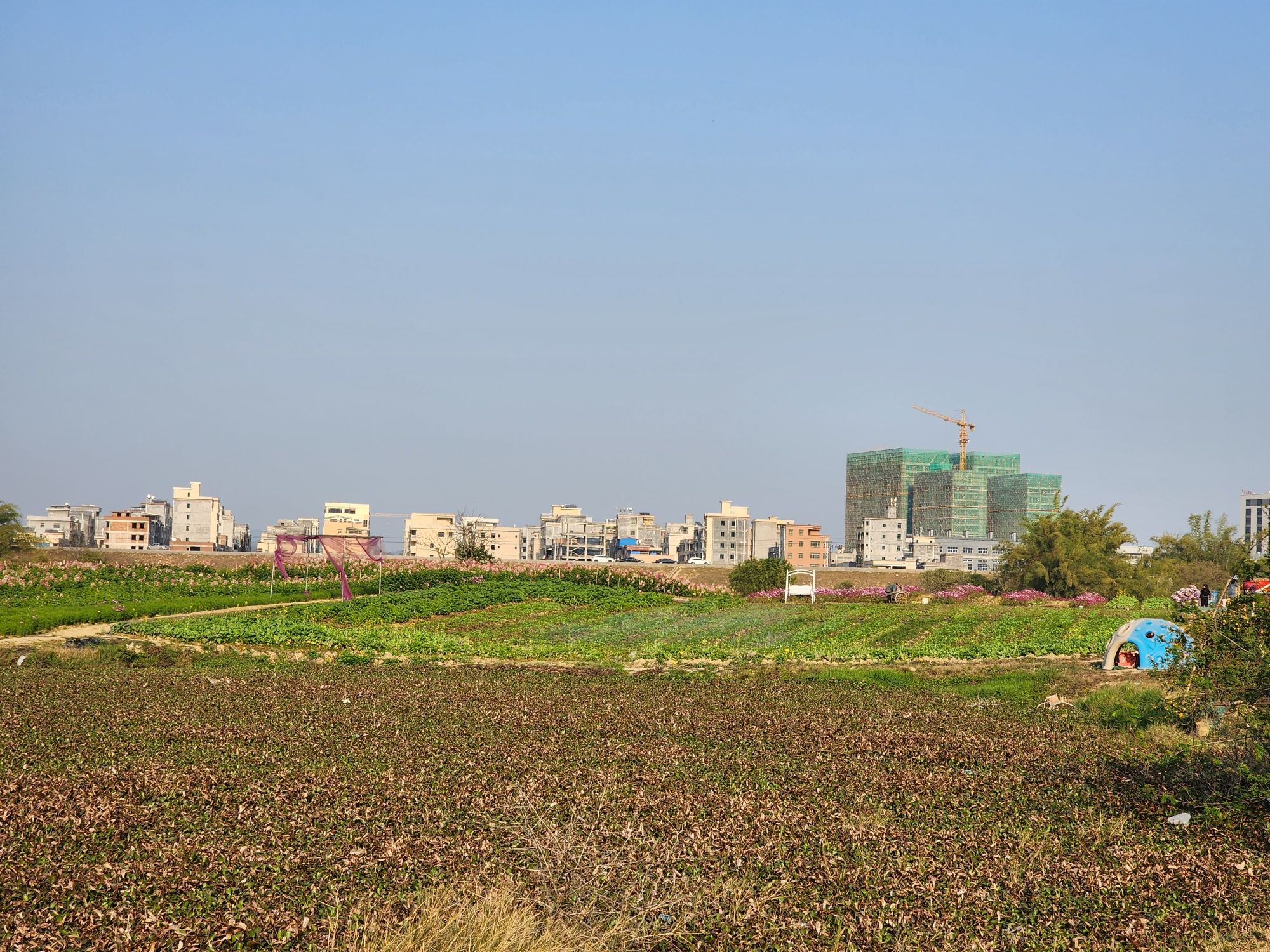 仙眷花洲花海旅行图片 1
