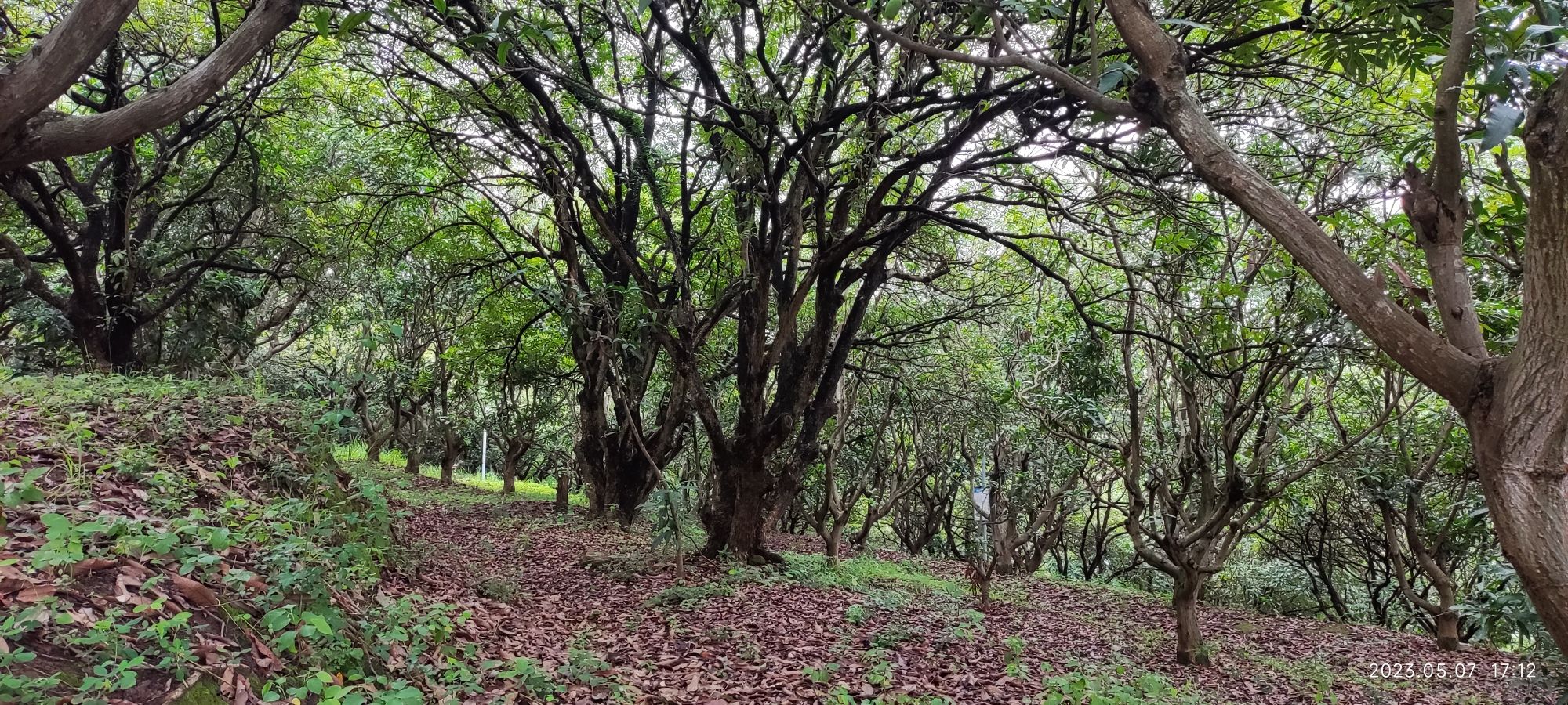 附城公园旅行图片 3