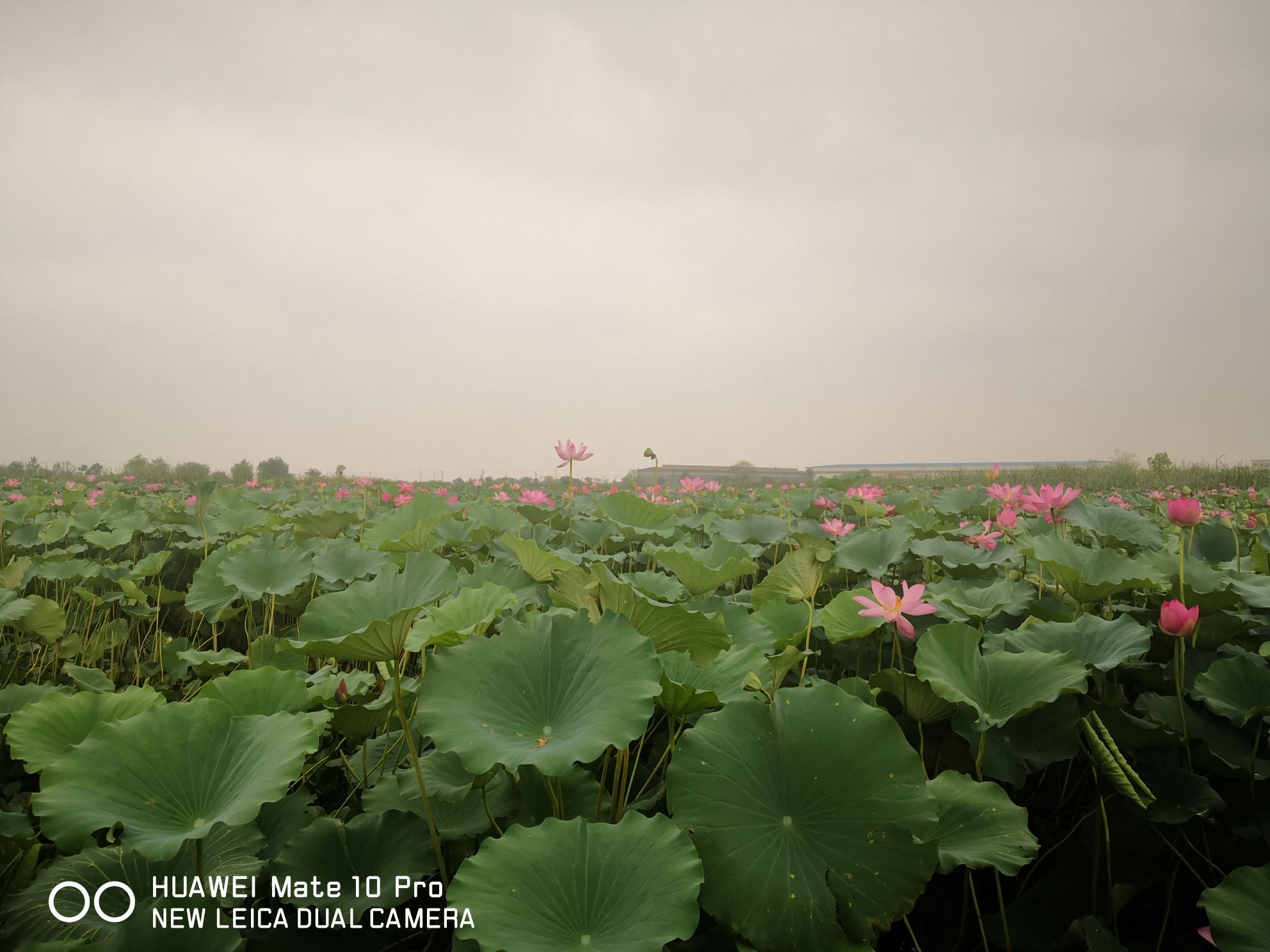 周汉河湿地公园旅行图片 1