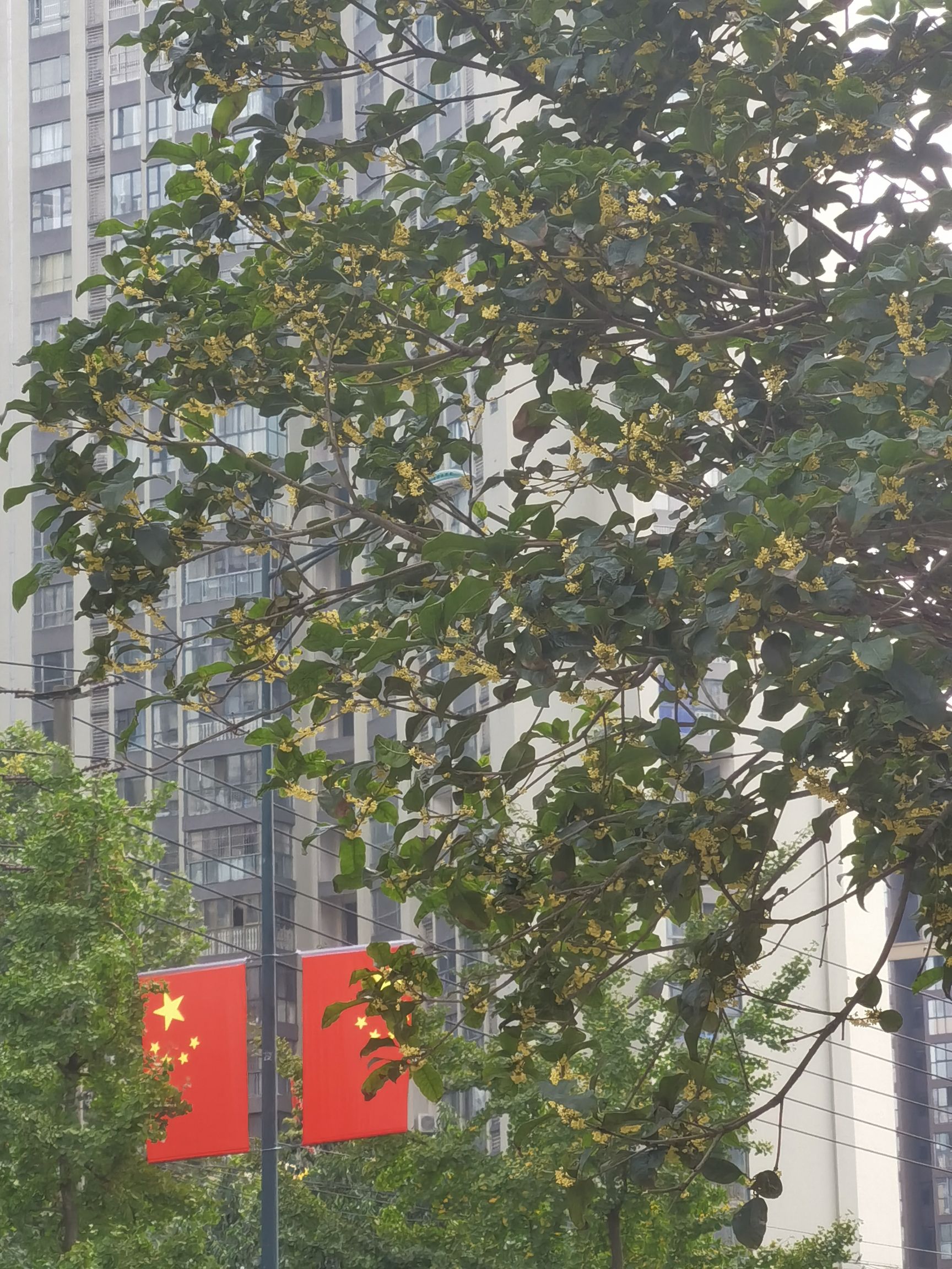 蓉漂人才公园旅行图片 1
