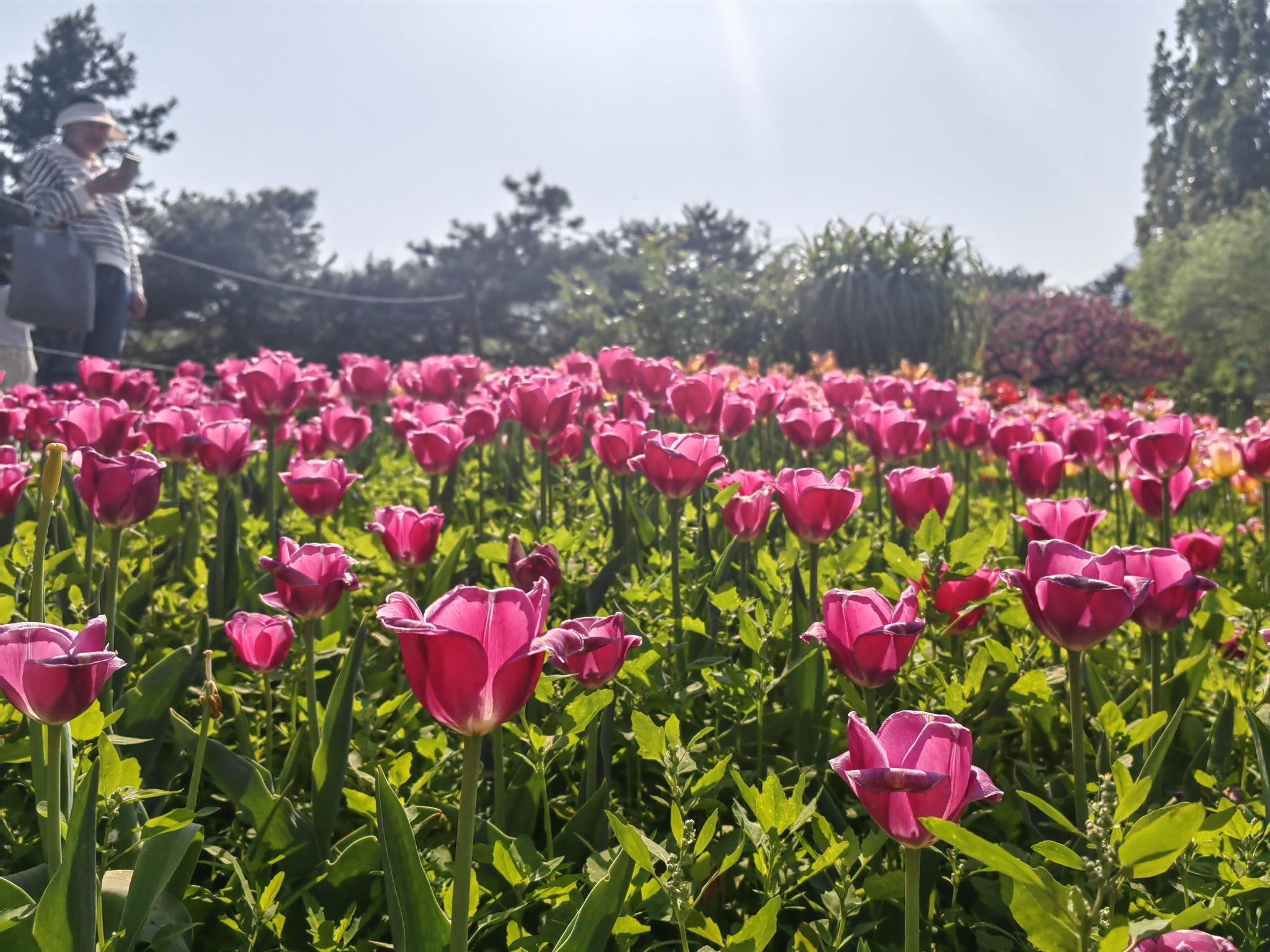 国家植物园旅行图片 3