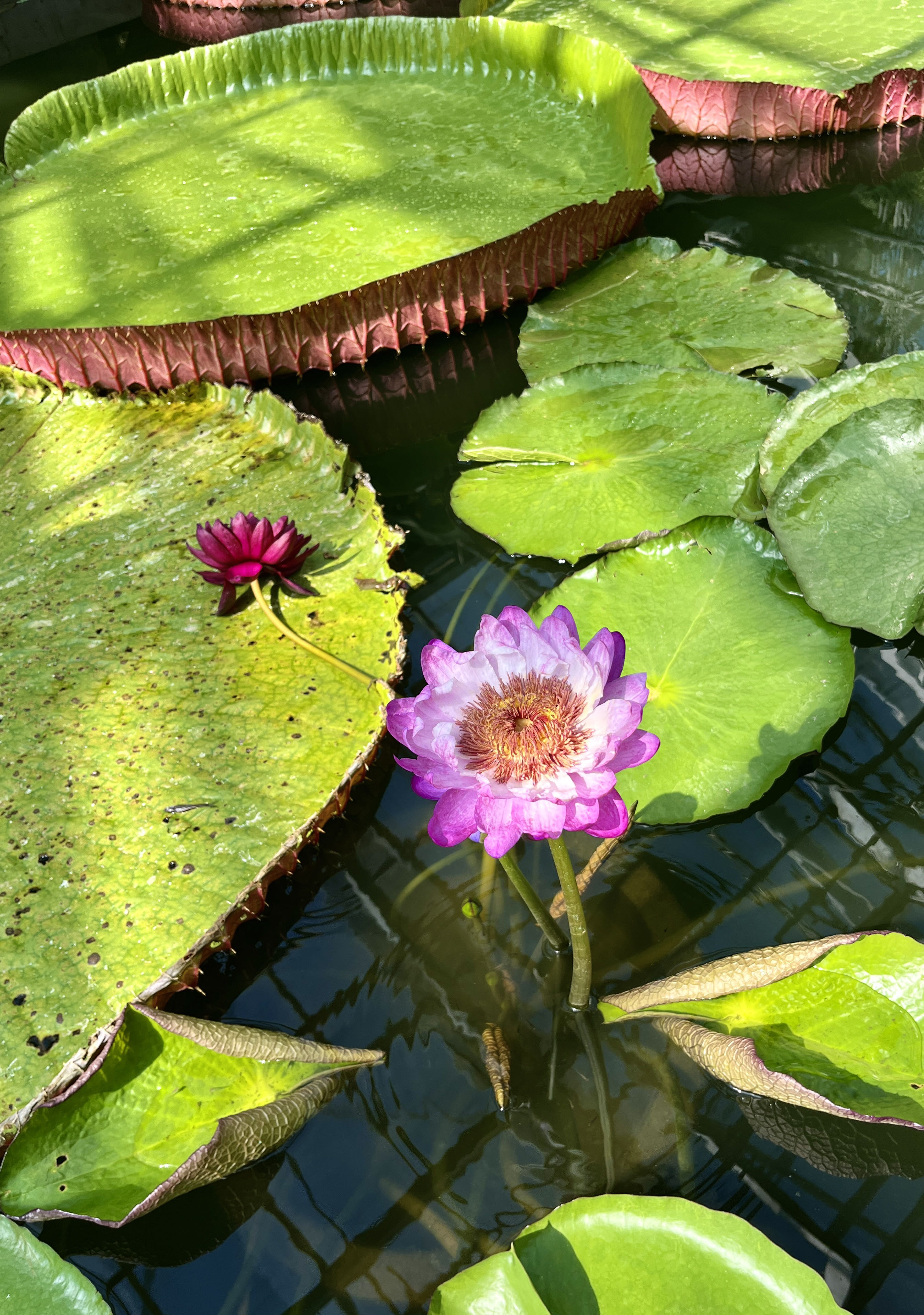 国家植物园旅行图片 1