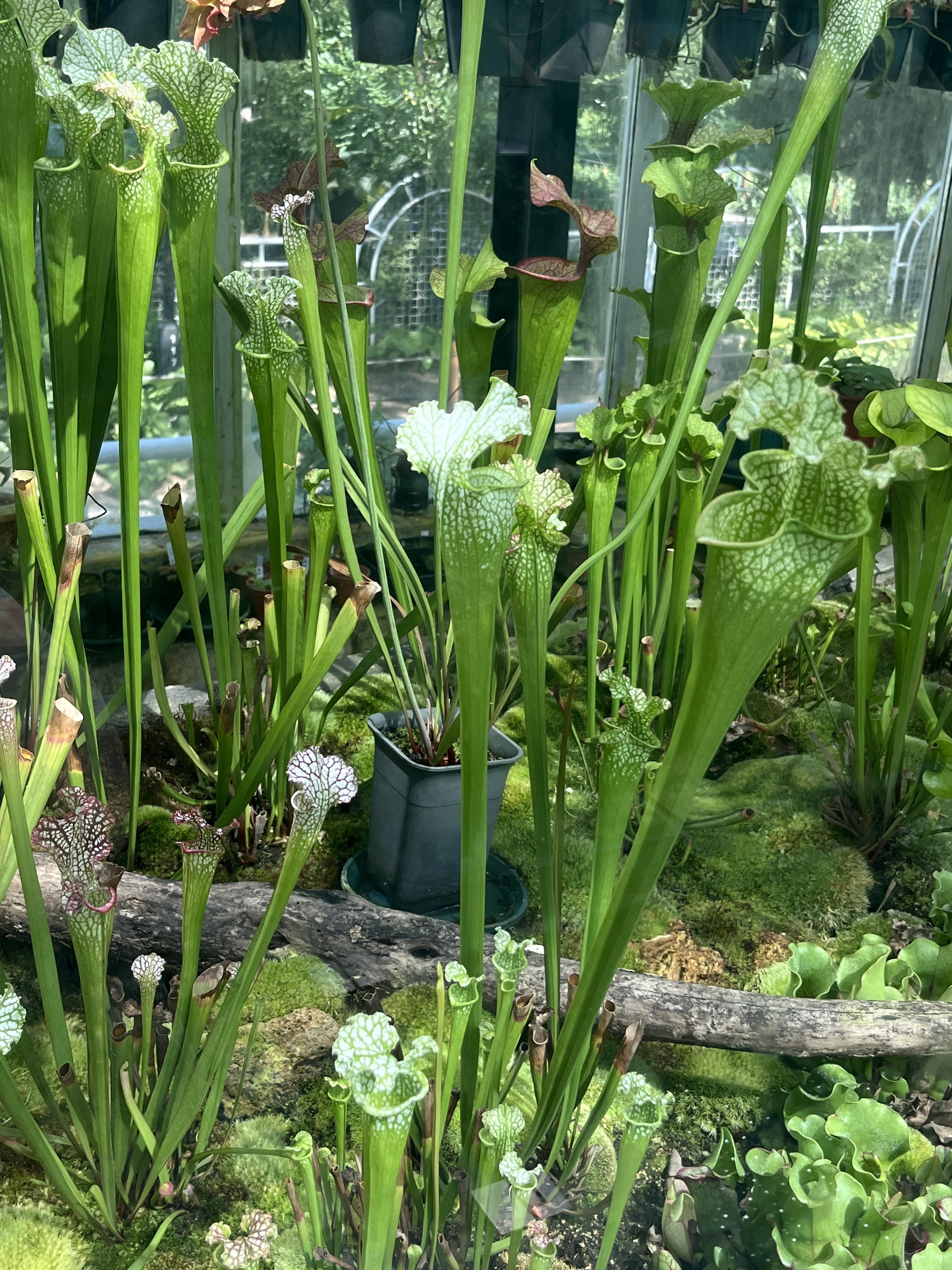 国家植物园旅行图片 3