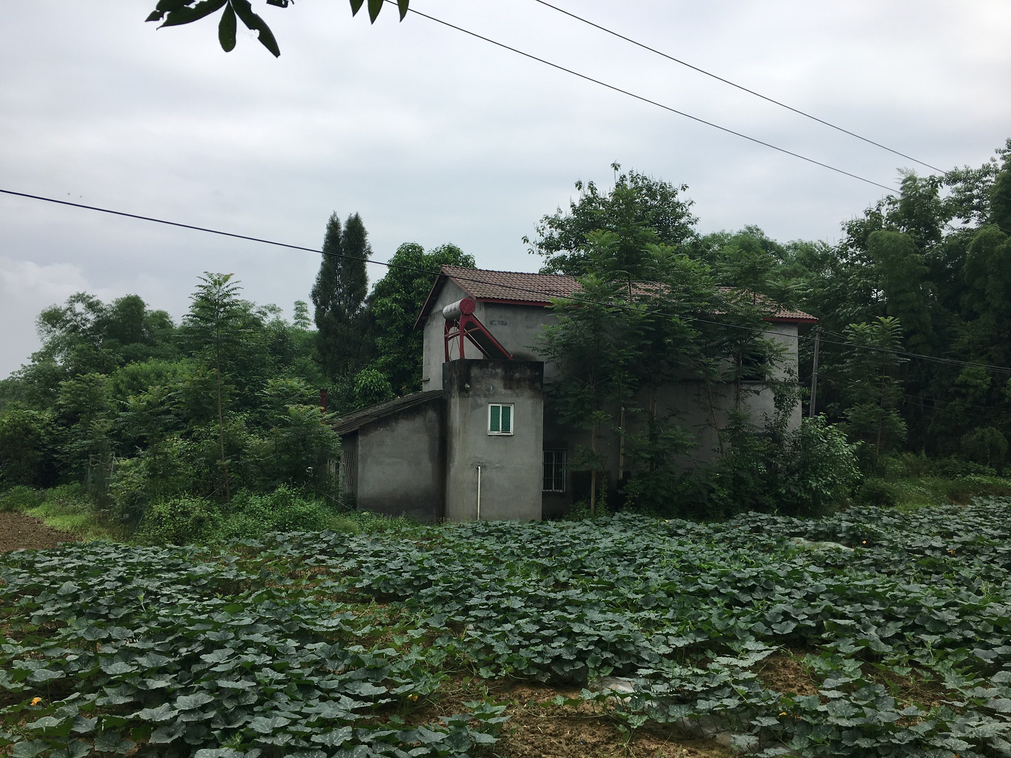 龙井湾院子旅行图片 2
