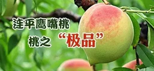 应荘公祠旅行图片 1