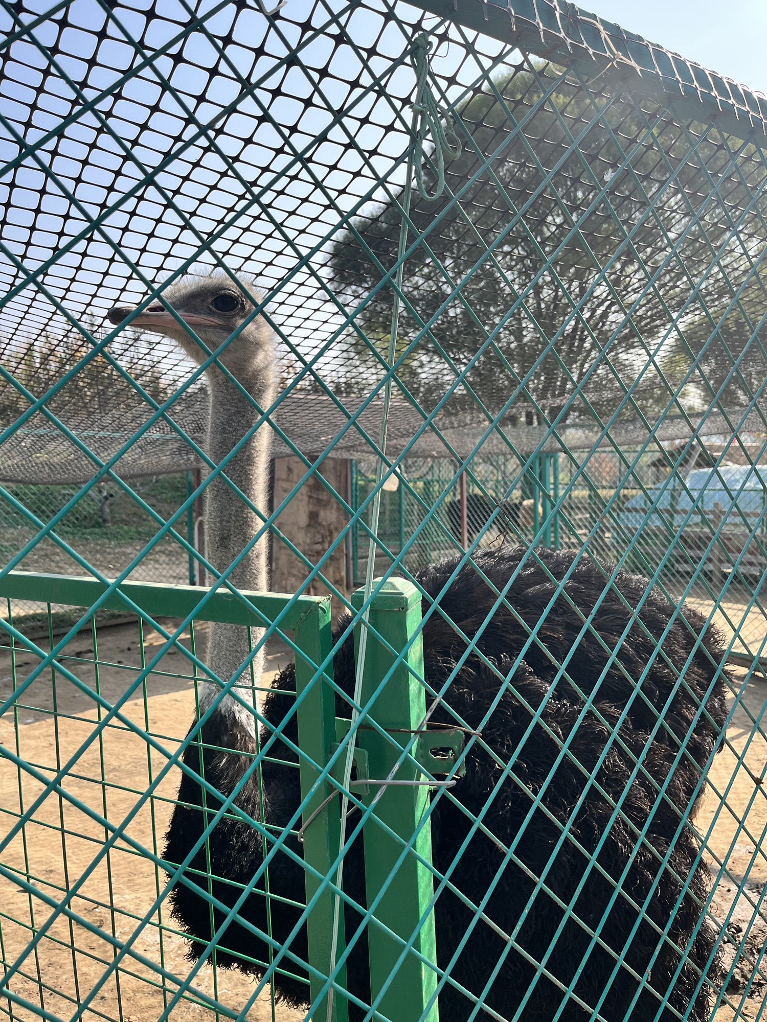 蒙梭动物园旅行图片 3