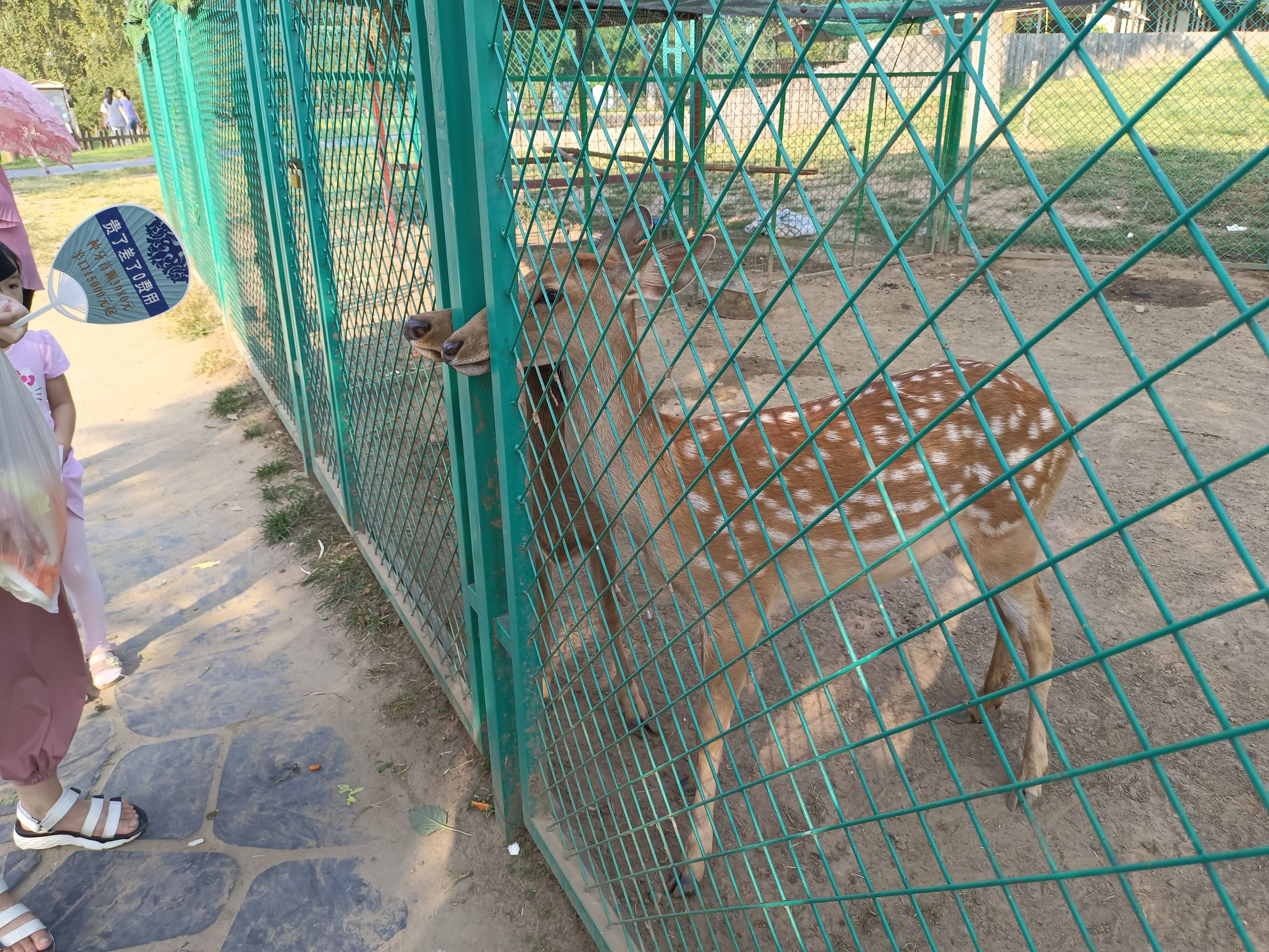 蒙梭动物园旅行图片 3
