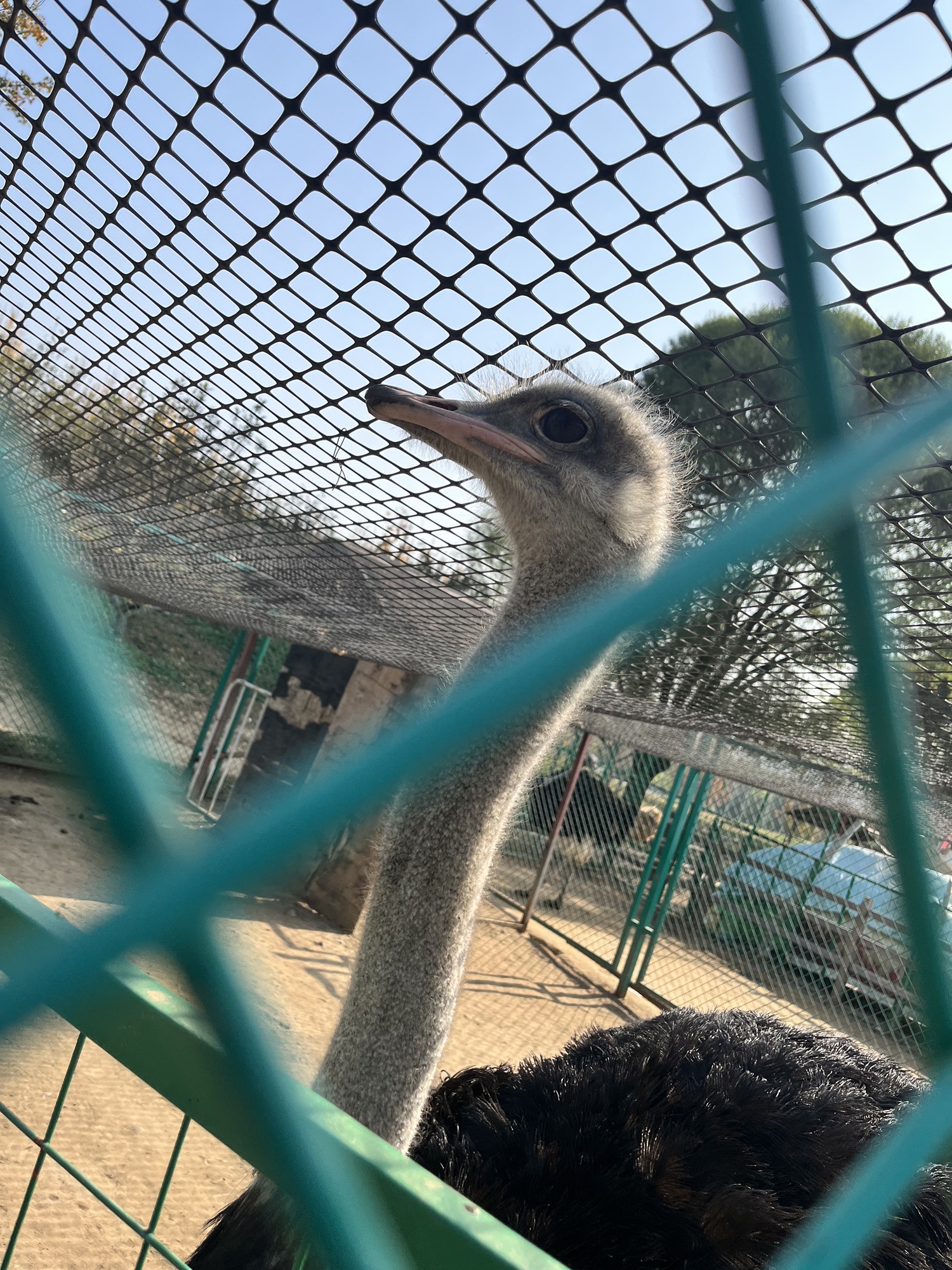蒙梭动物园旅行图片 1