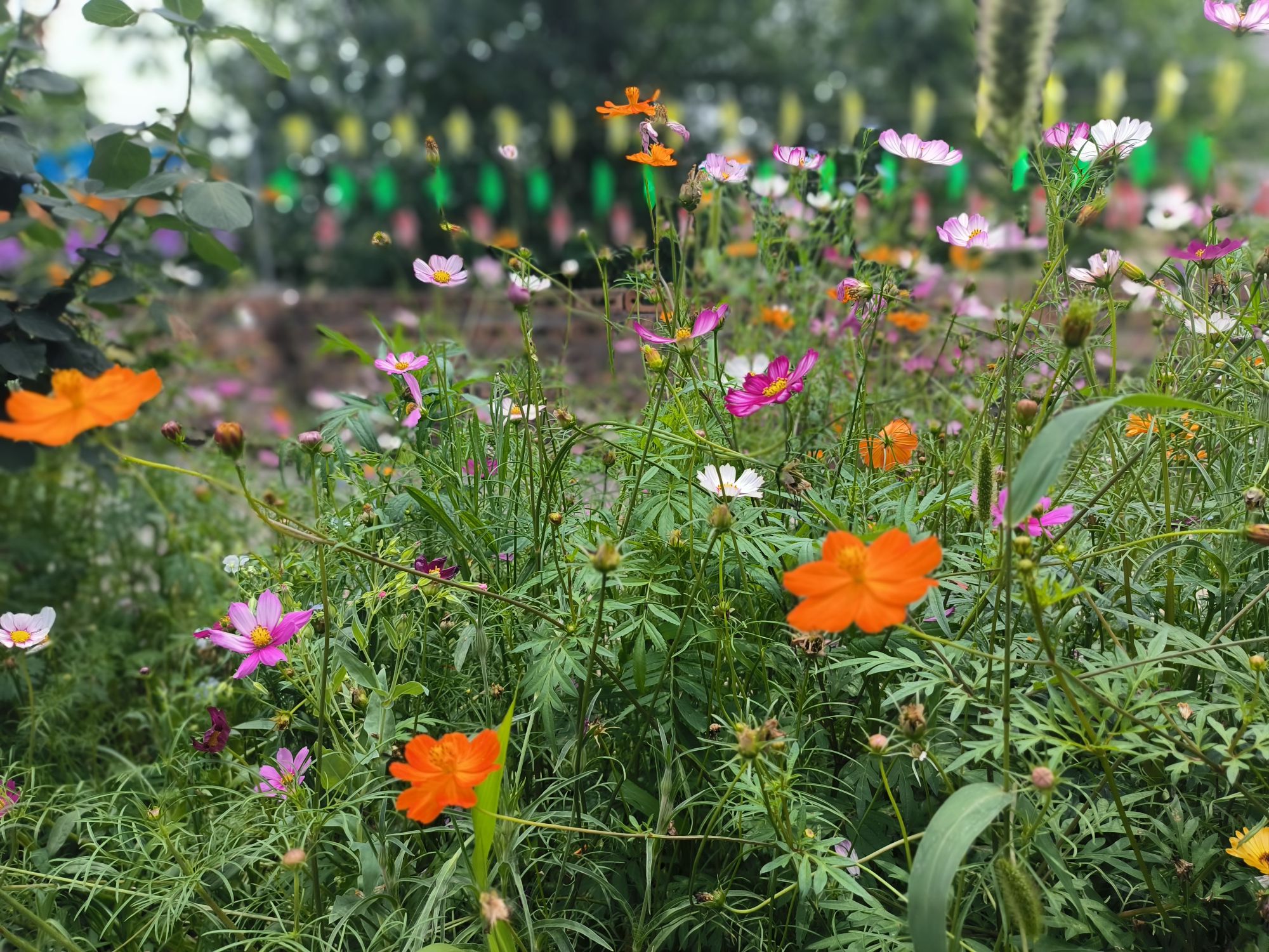 雷场芍药花海旅行图片 2