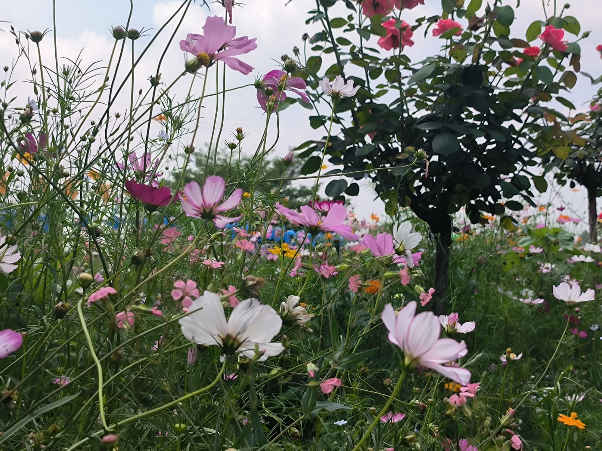 雷场芍药花海旅行图片 1