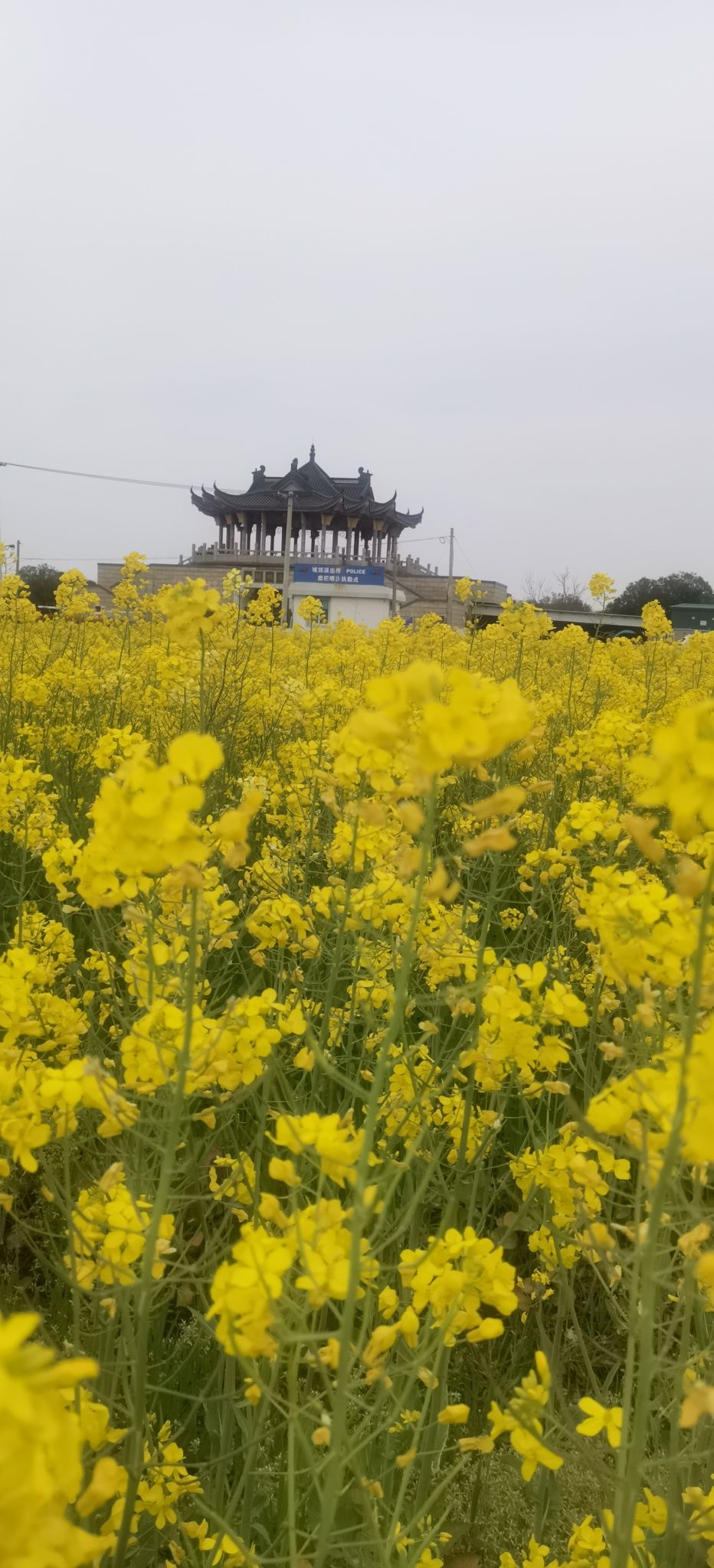 东海郊野公园旅行图片 1