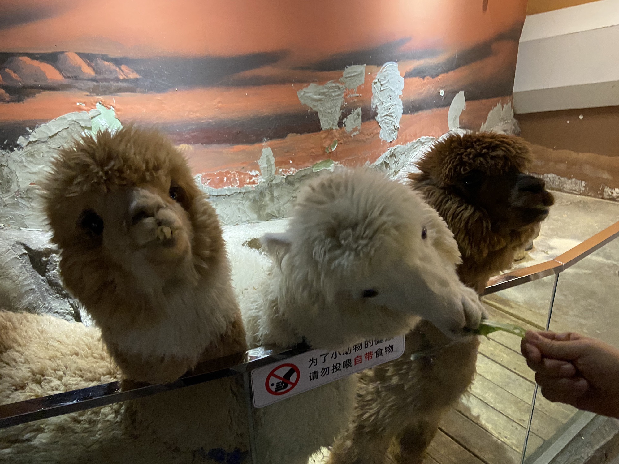 动物科学王国旅行图片 3