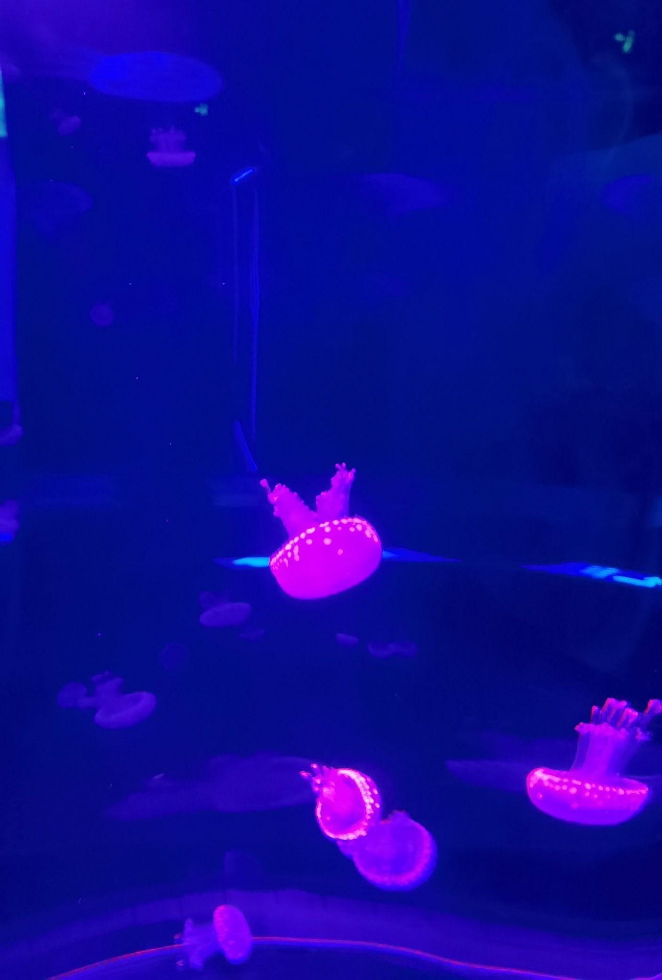 动物科学王国旅行图片 1