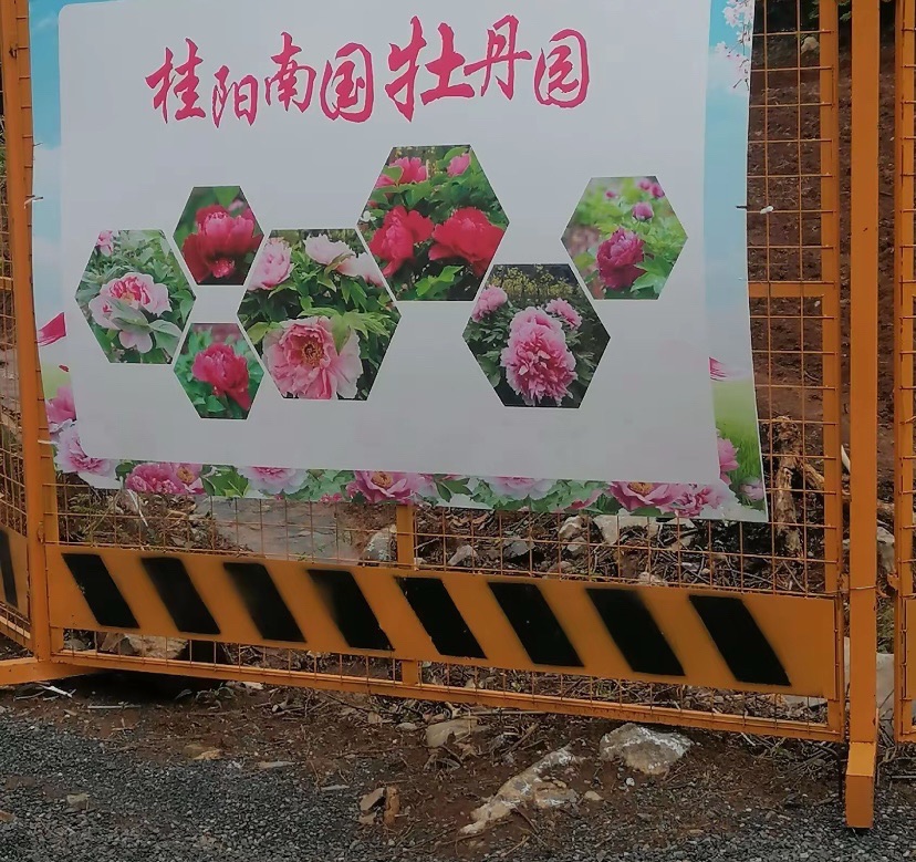 桂阳南国牡丹园旅行图片 2