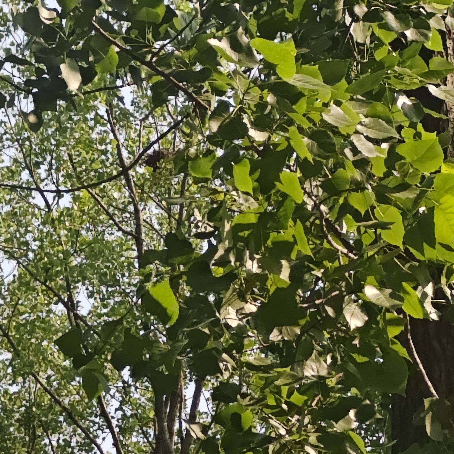 棠梨湾旅行图片 2