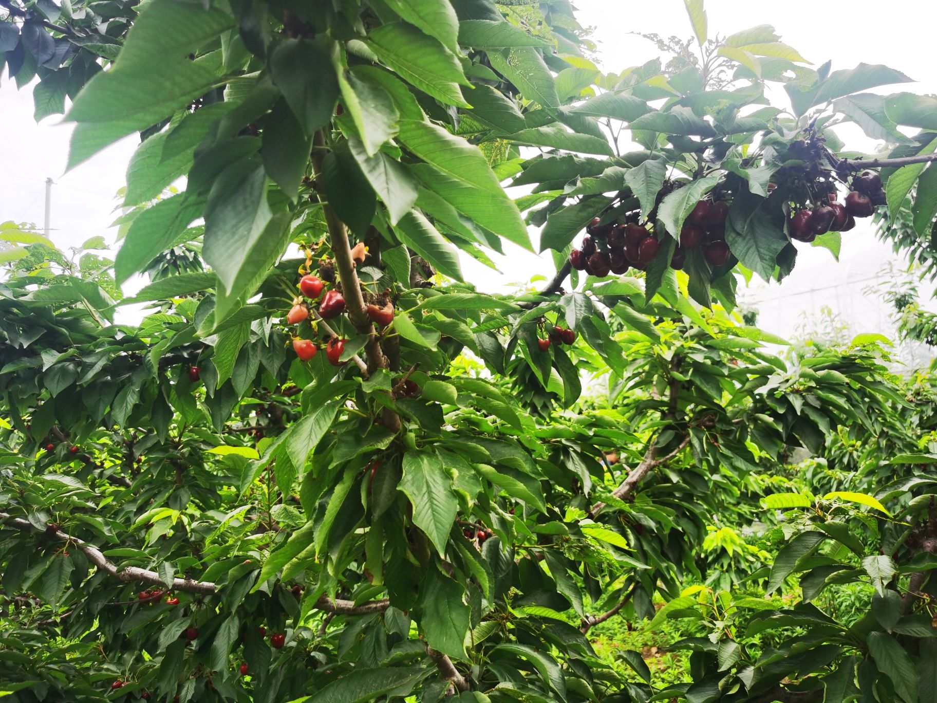 前李楼樱桃采摘园