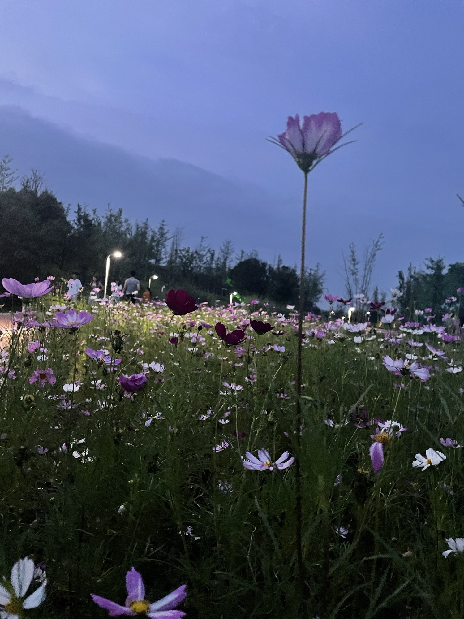 宜昆河滨河公园旅行图片 2