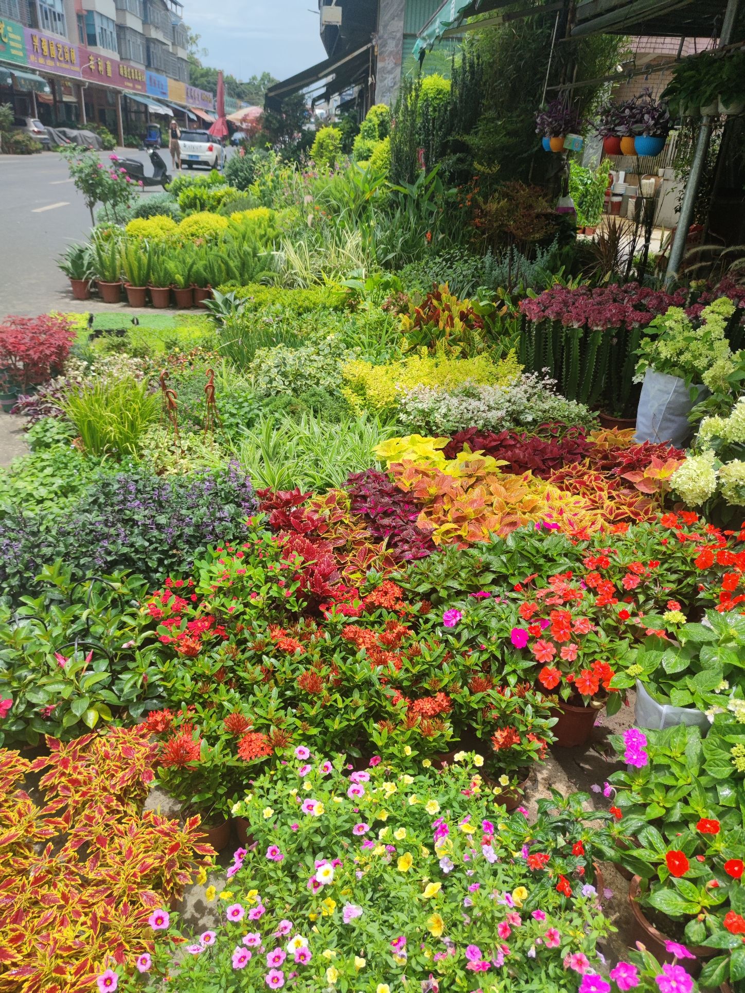 惠珍花卉