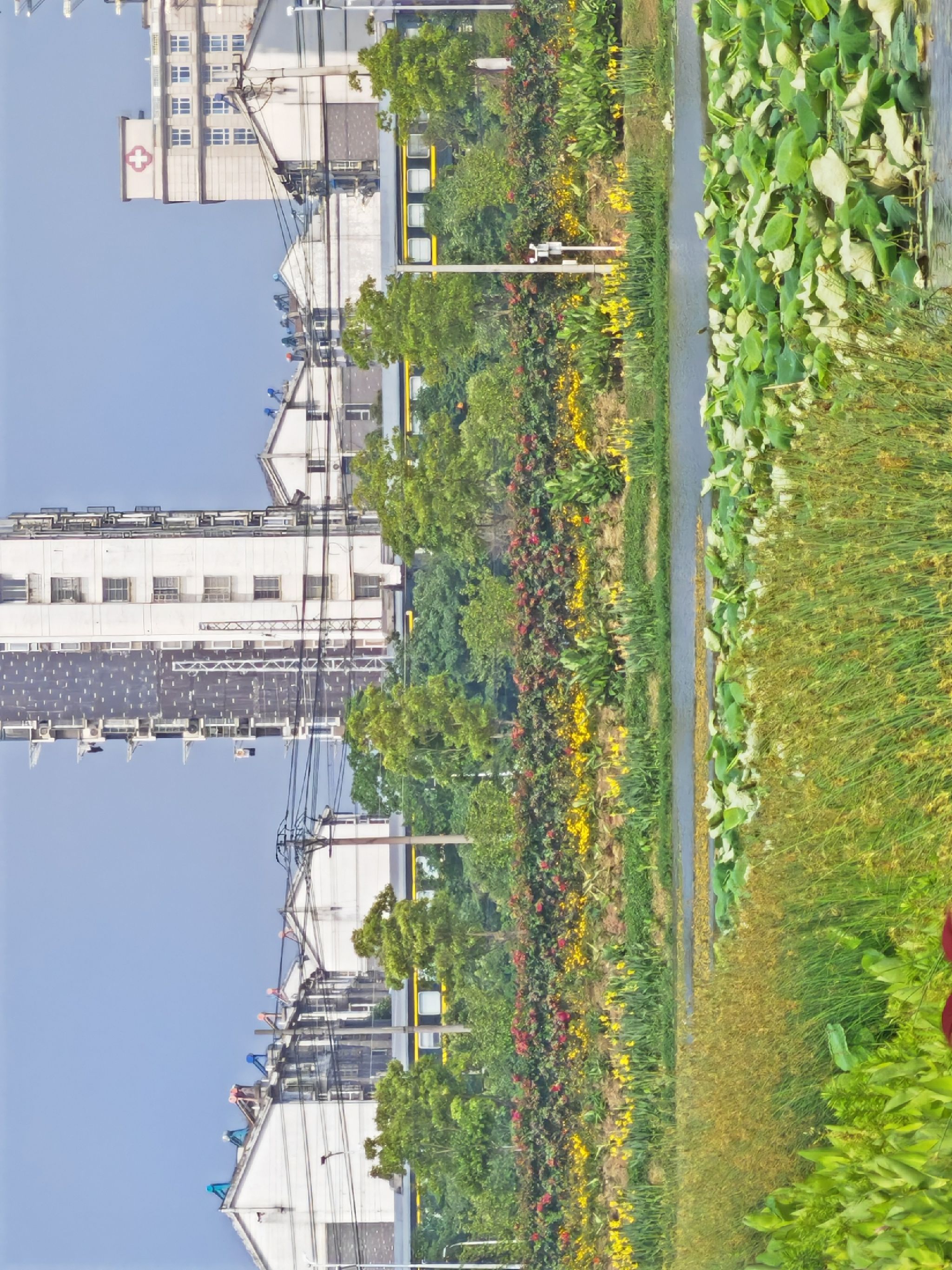 三湖一坝生态湿地公园旅行图片 2
