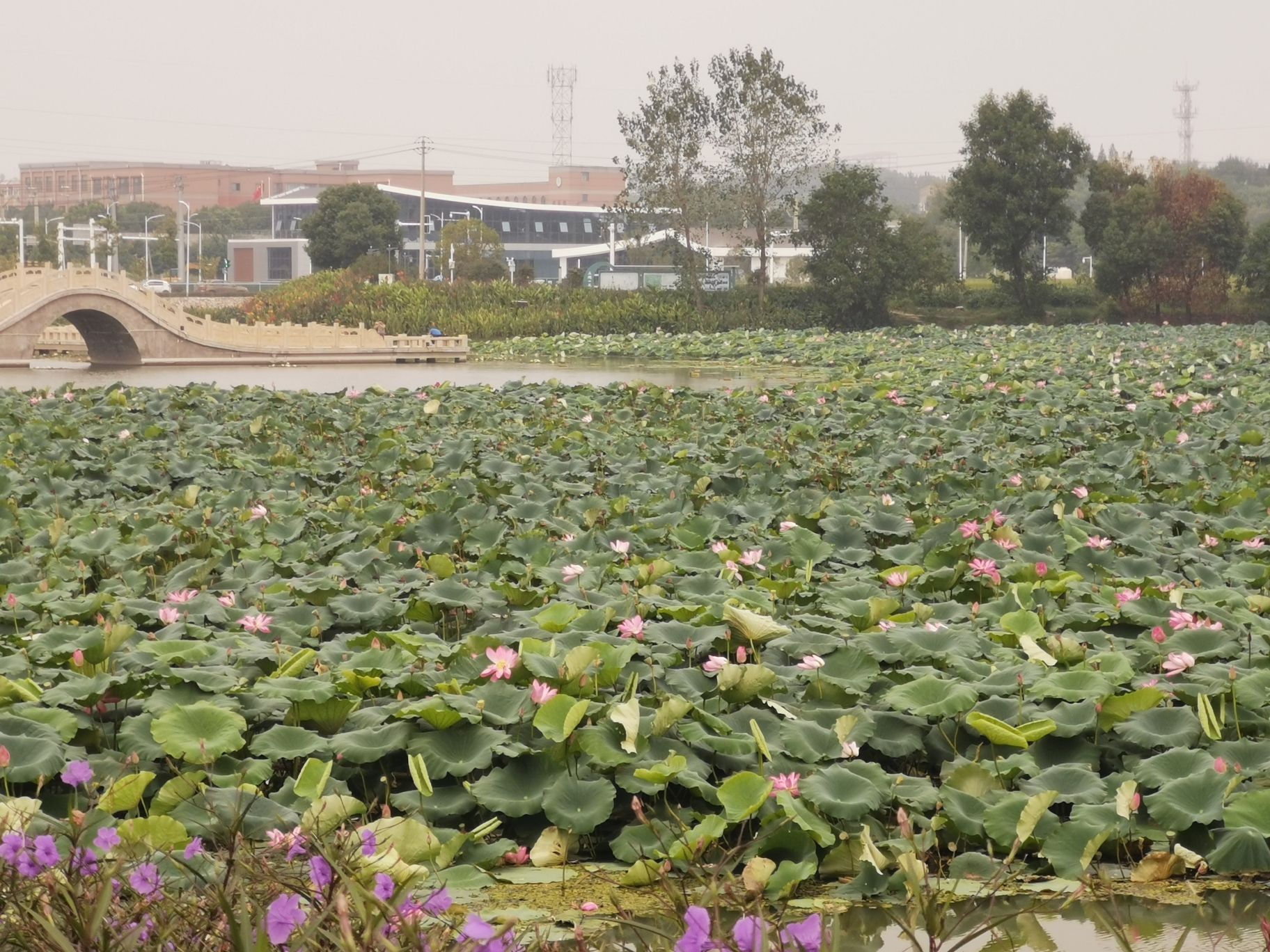 三湖一坝生态湿地公园旅行图片 3