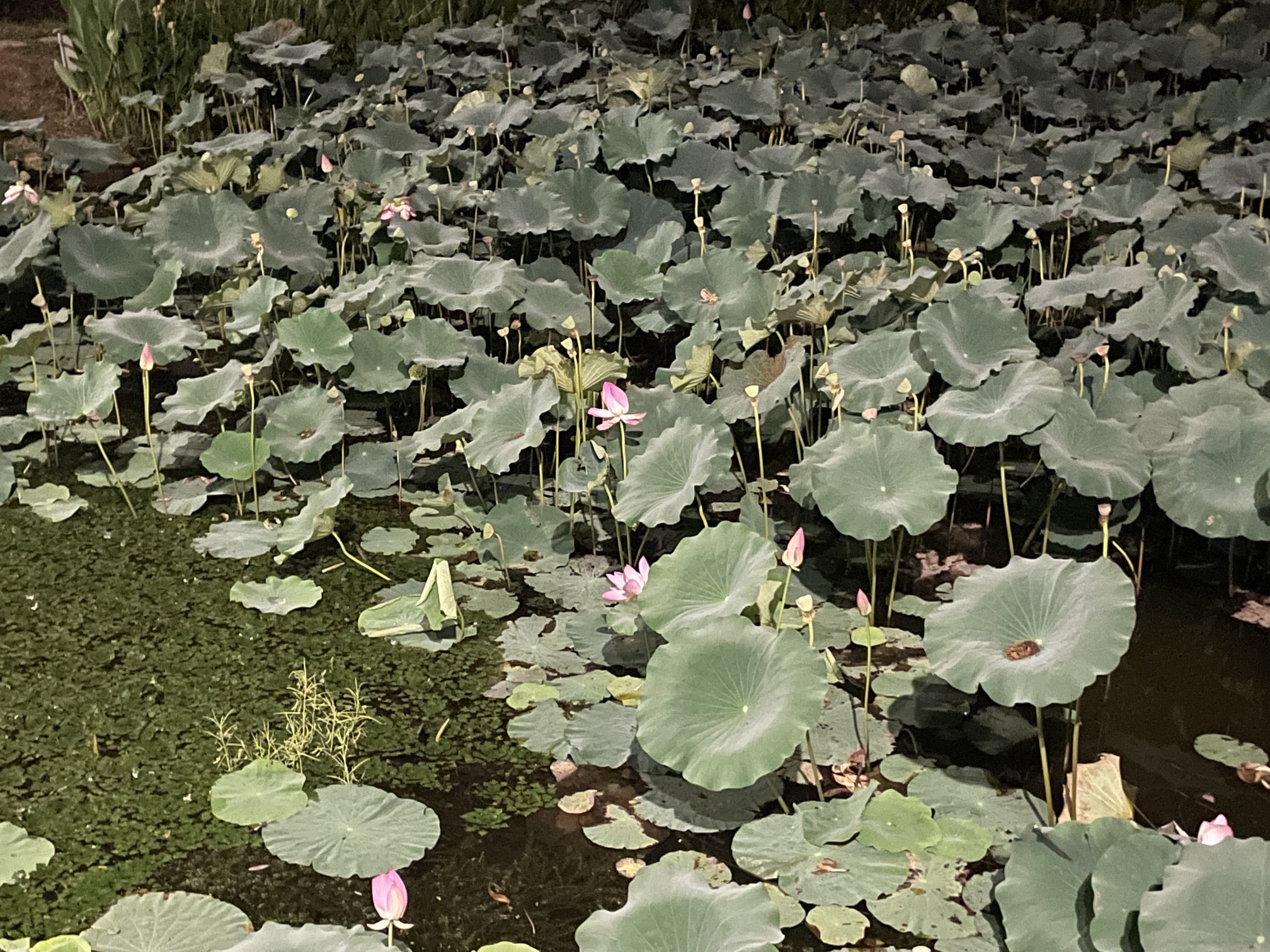 三湖一坝生态湿地公园旅行图片 2