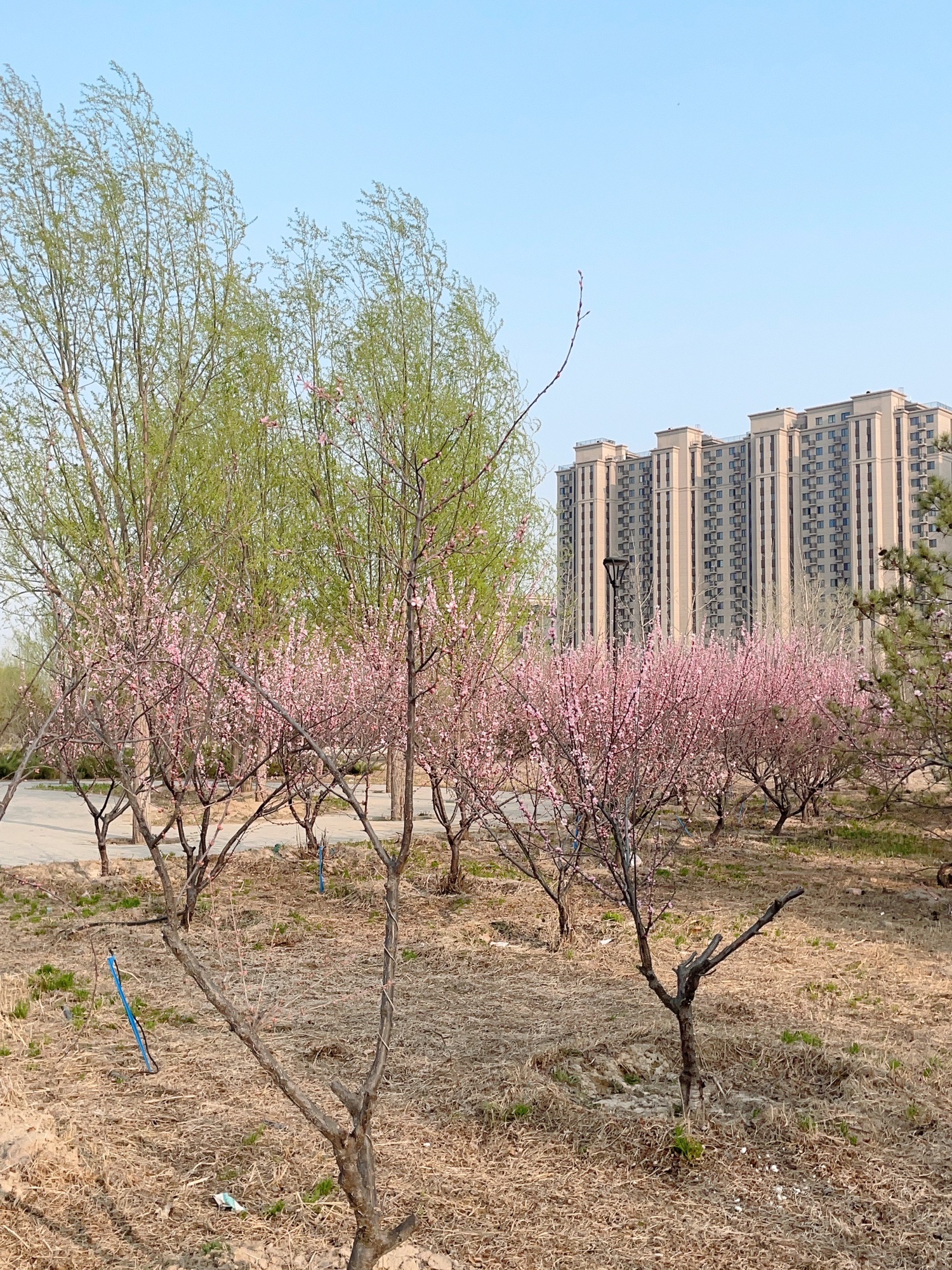 兴光一街北侧公园