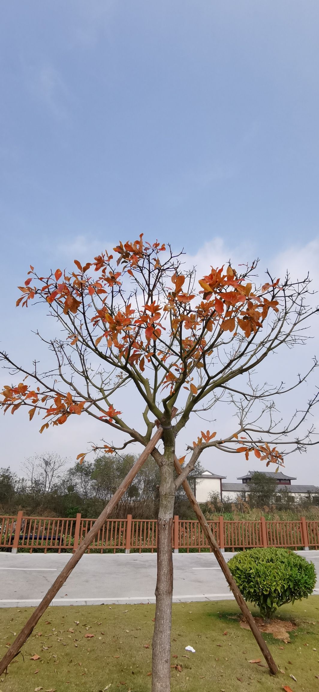 平沙湿地公园旅行图片 2