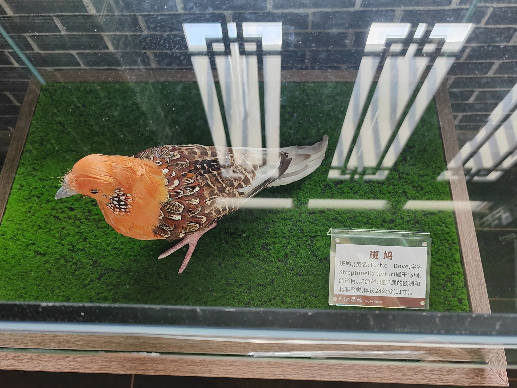 平沙湿地公园旅行图片 3