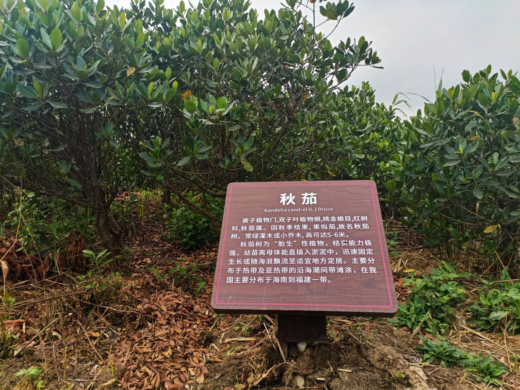 平沙湿地公园旅行图片 3