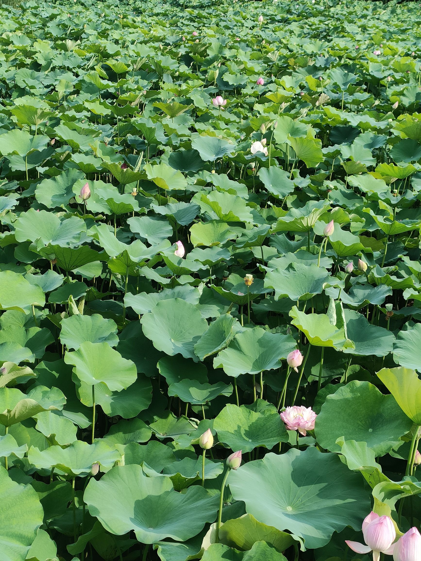 东沱河荷花园旅行图片 2