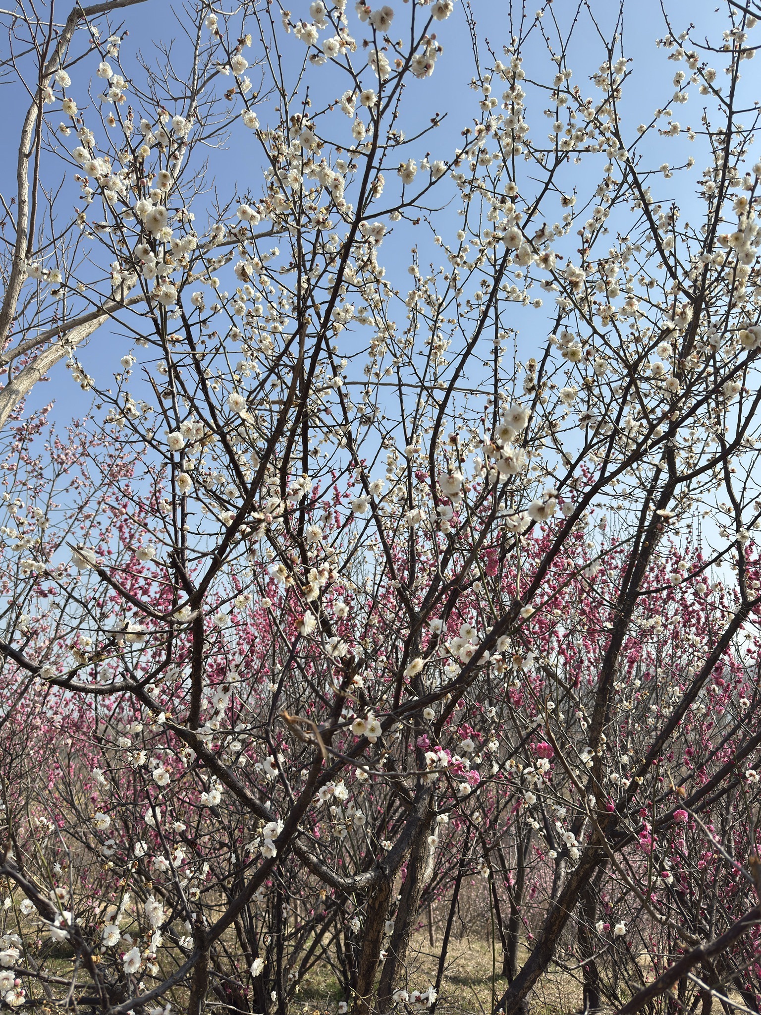 梅花山公园