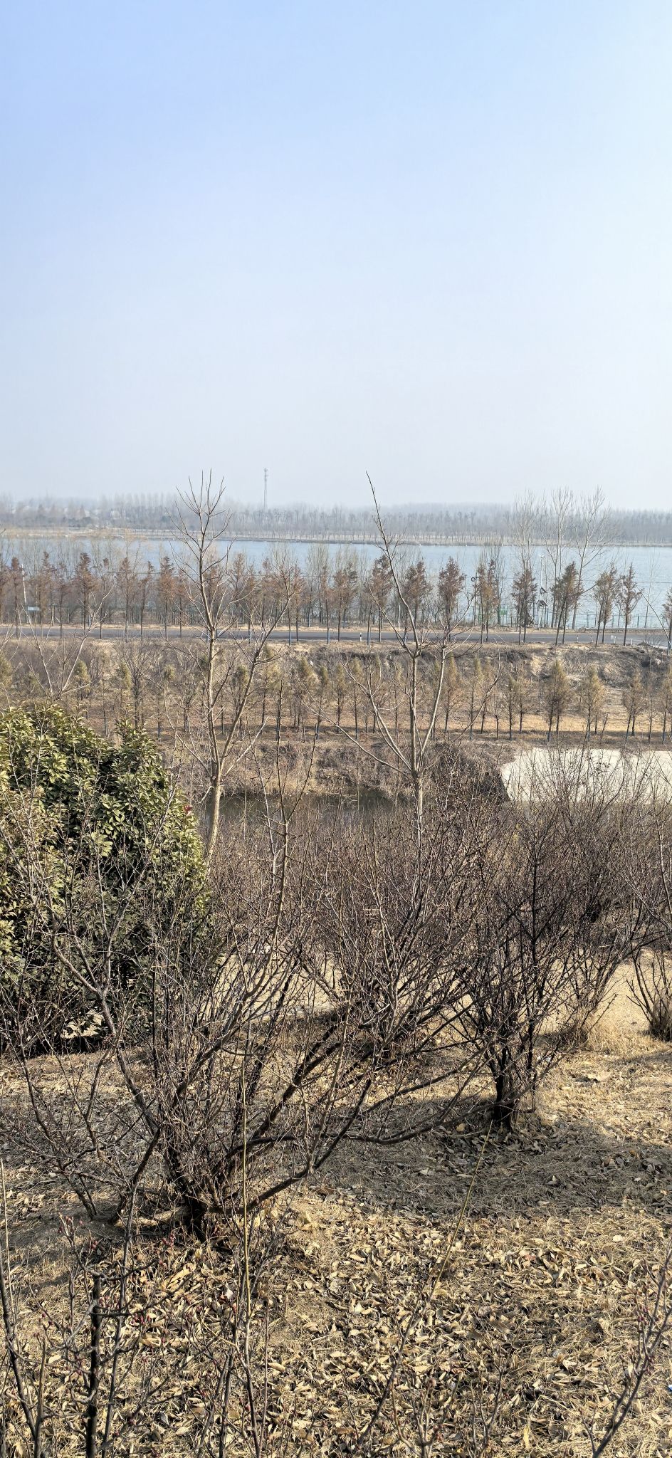 梅花山公园旅行图片 3