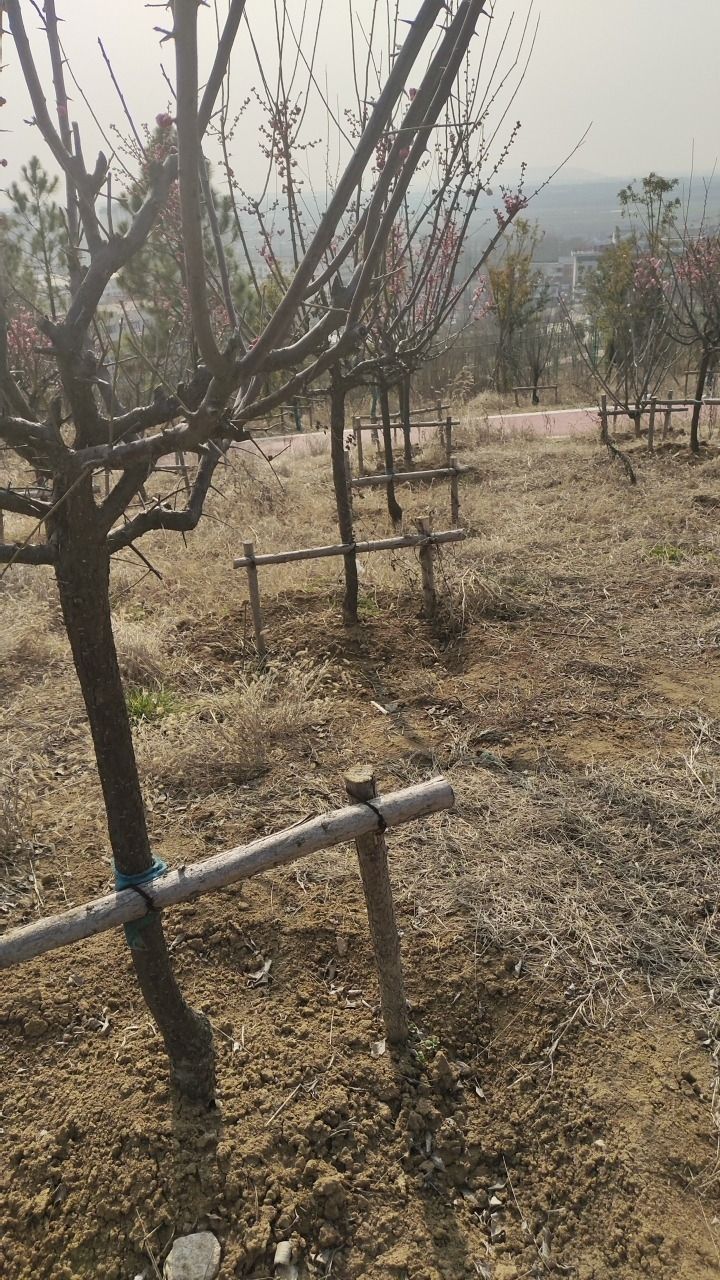 九华山公园旅行图片 1