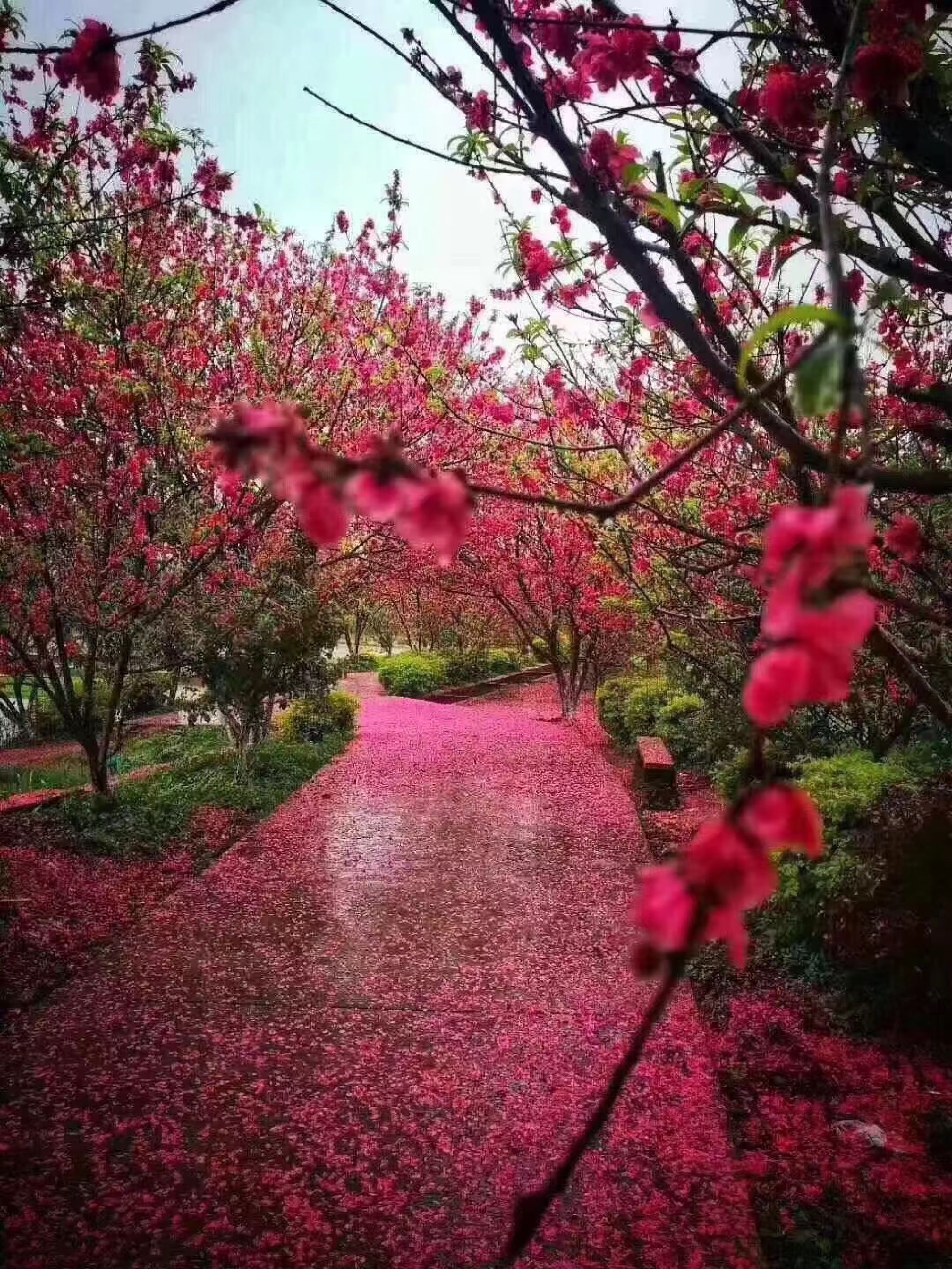 樟穀木社旅行图片