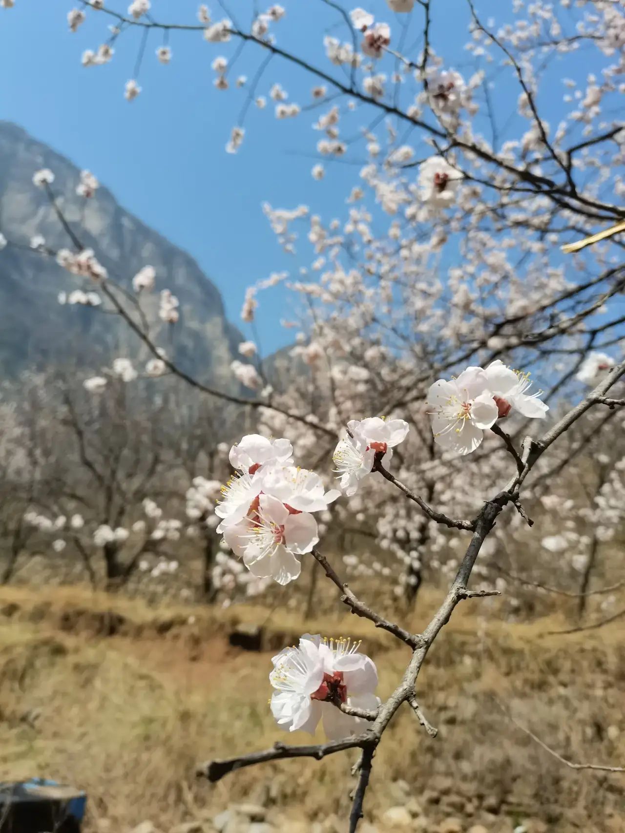 大关山景区旅行图片 2